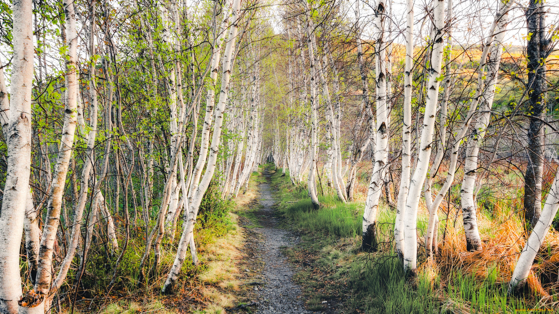 природа, дороги, простор