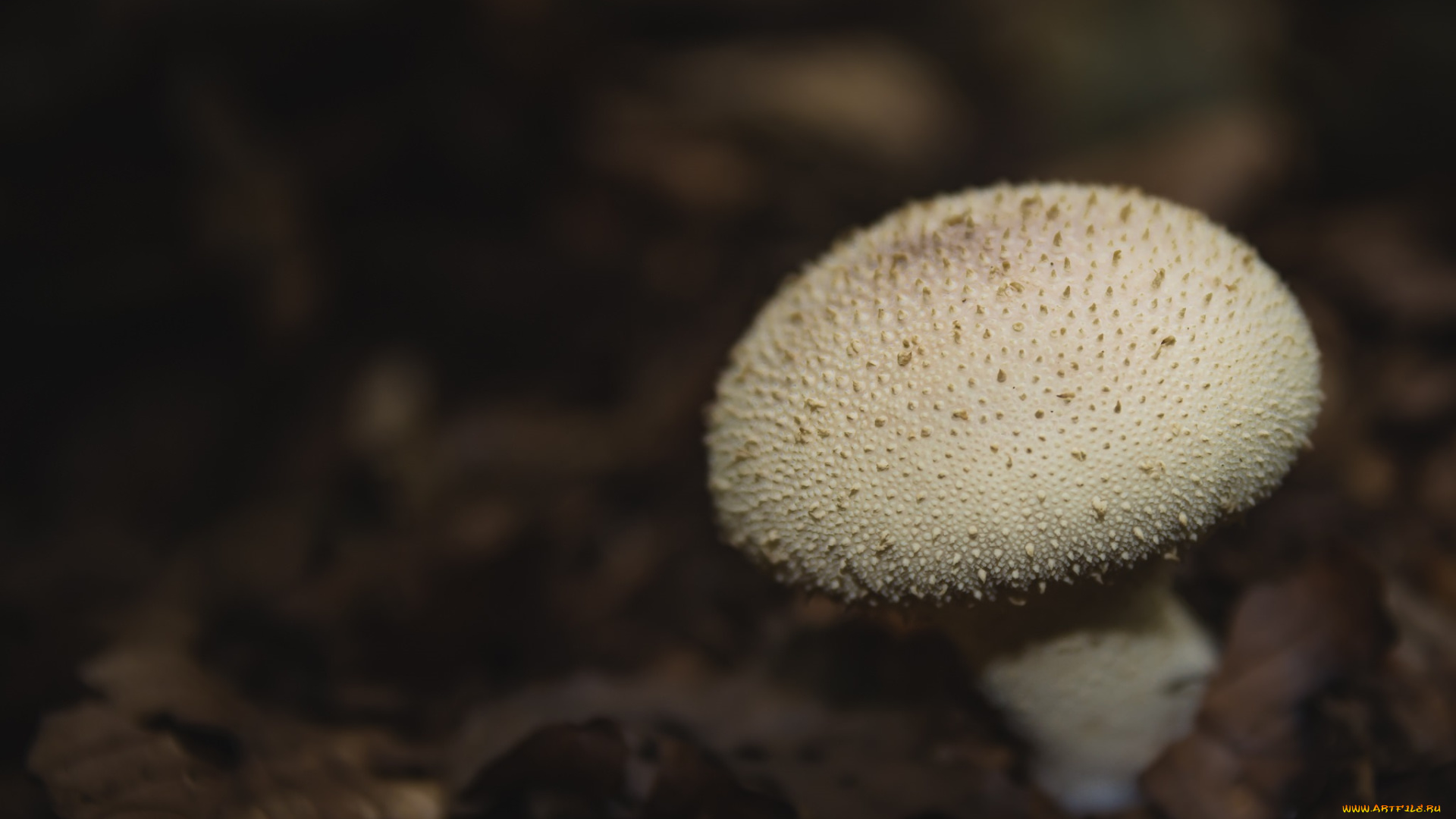 природа, грибы, дождевик