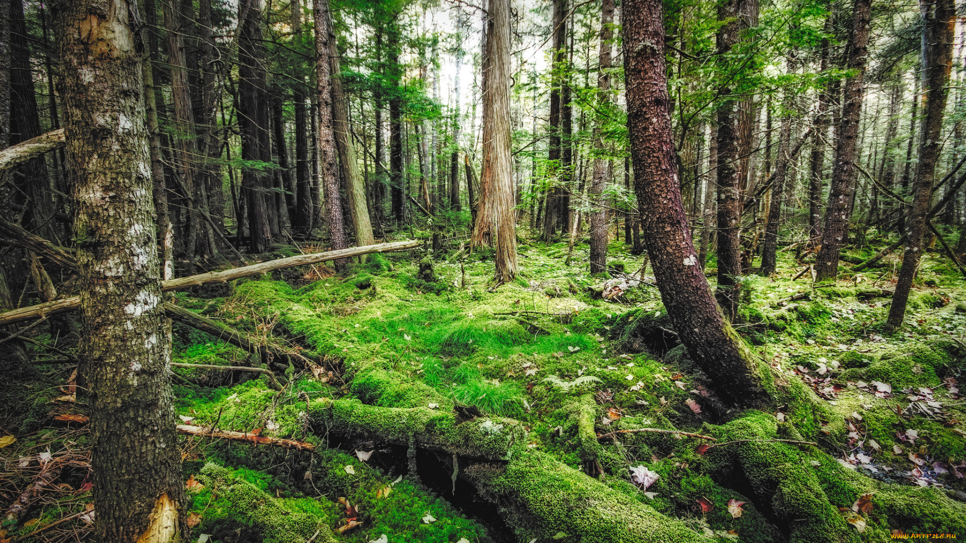 природа, лес, простор