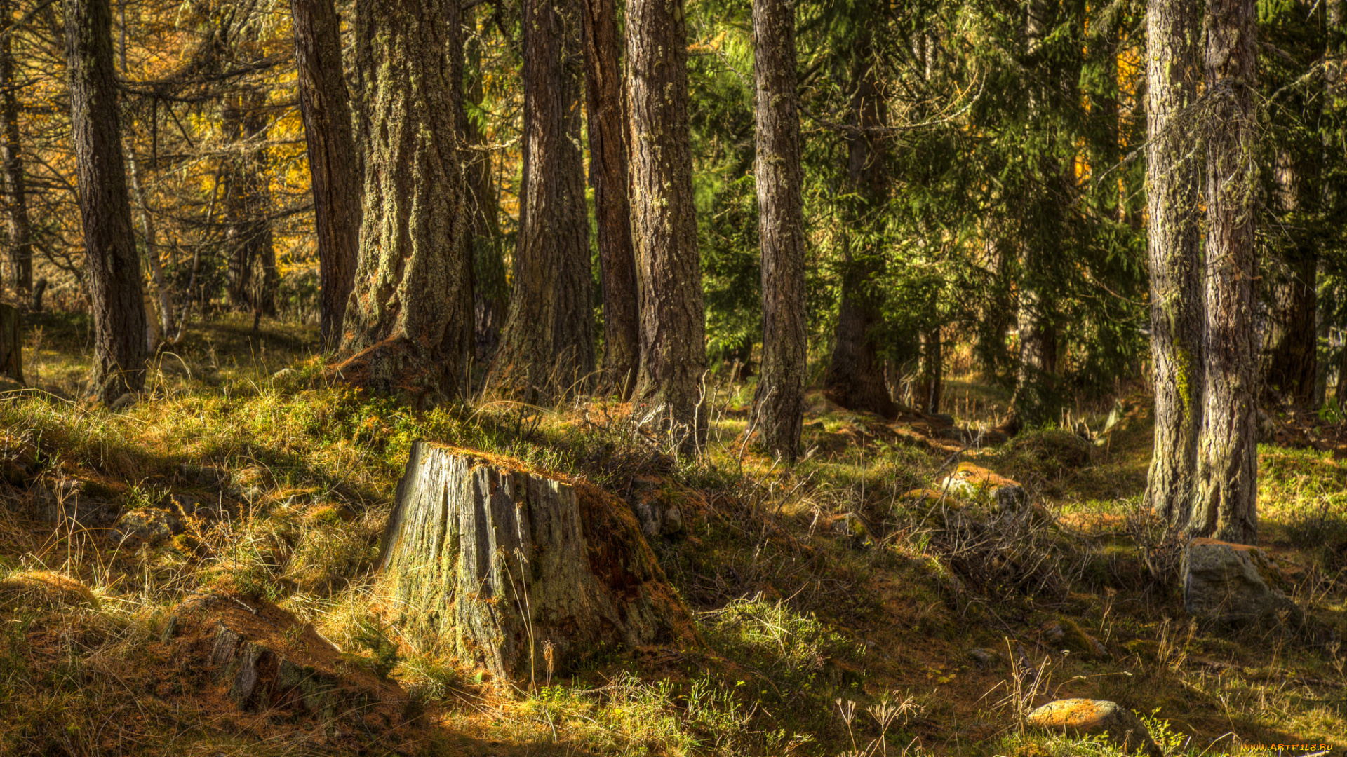 природа, лес, простор