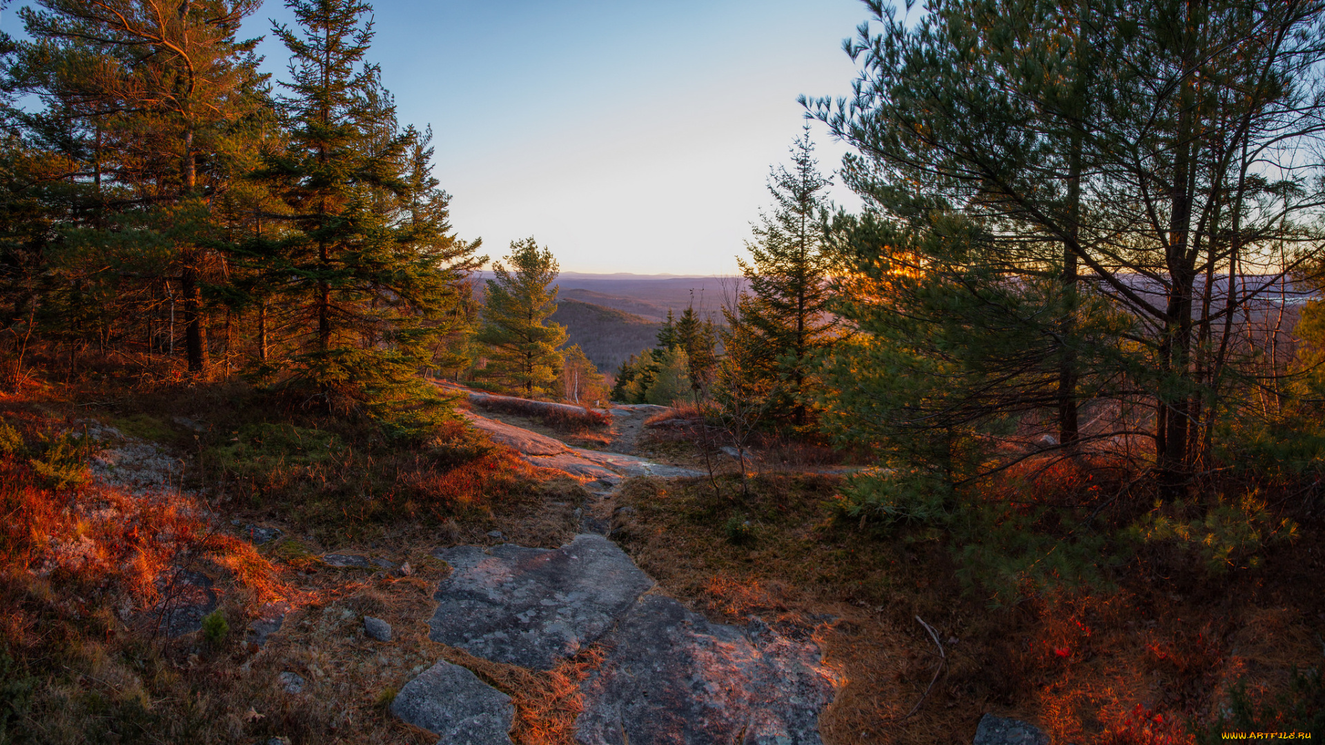 природа, лес, простор