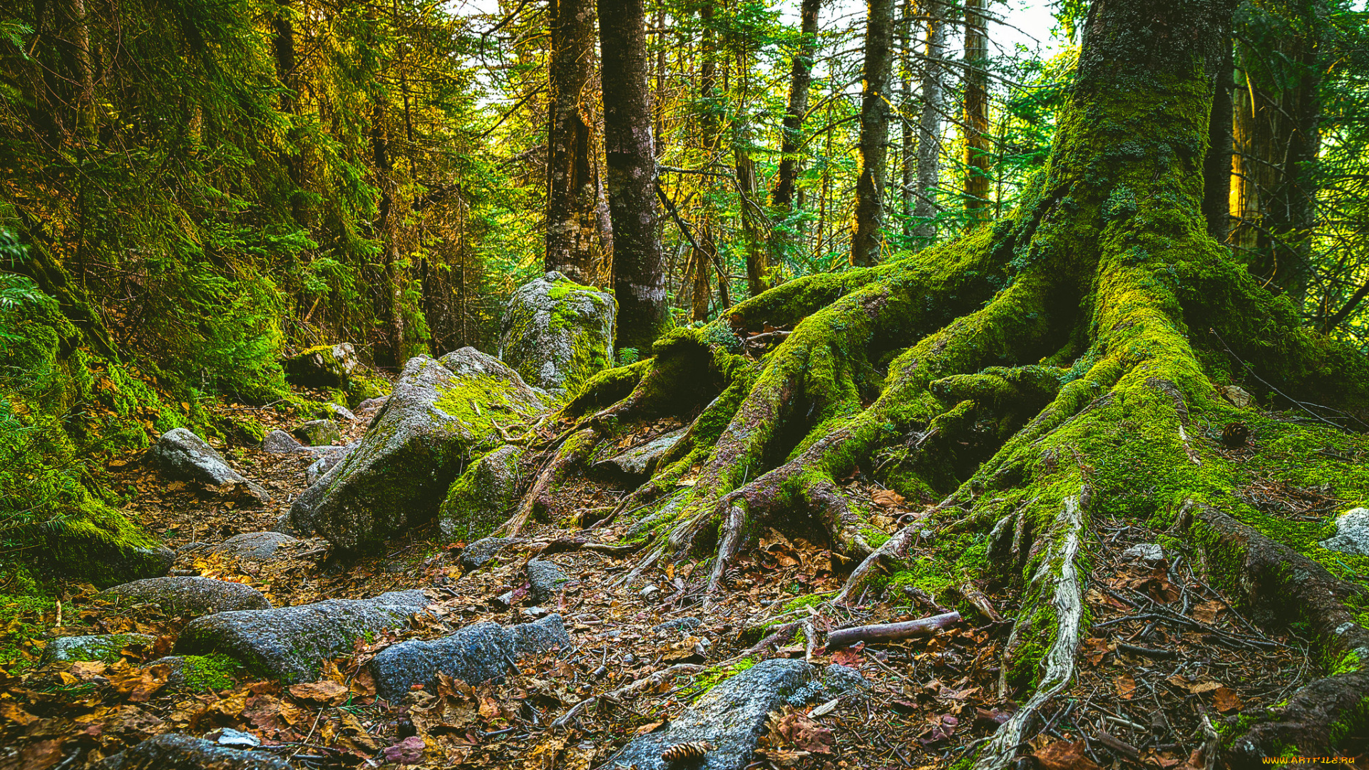 природа, лес, простор