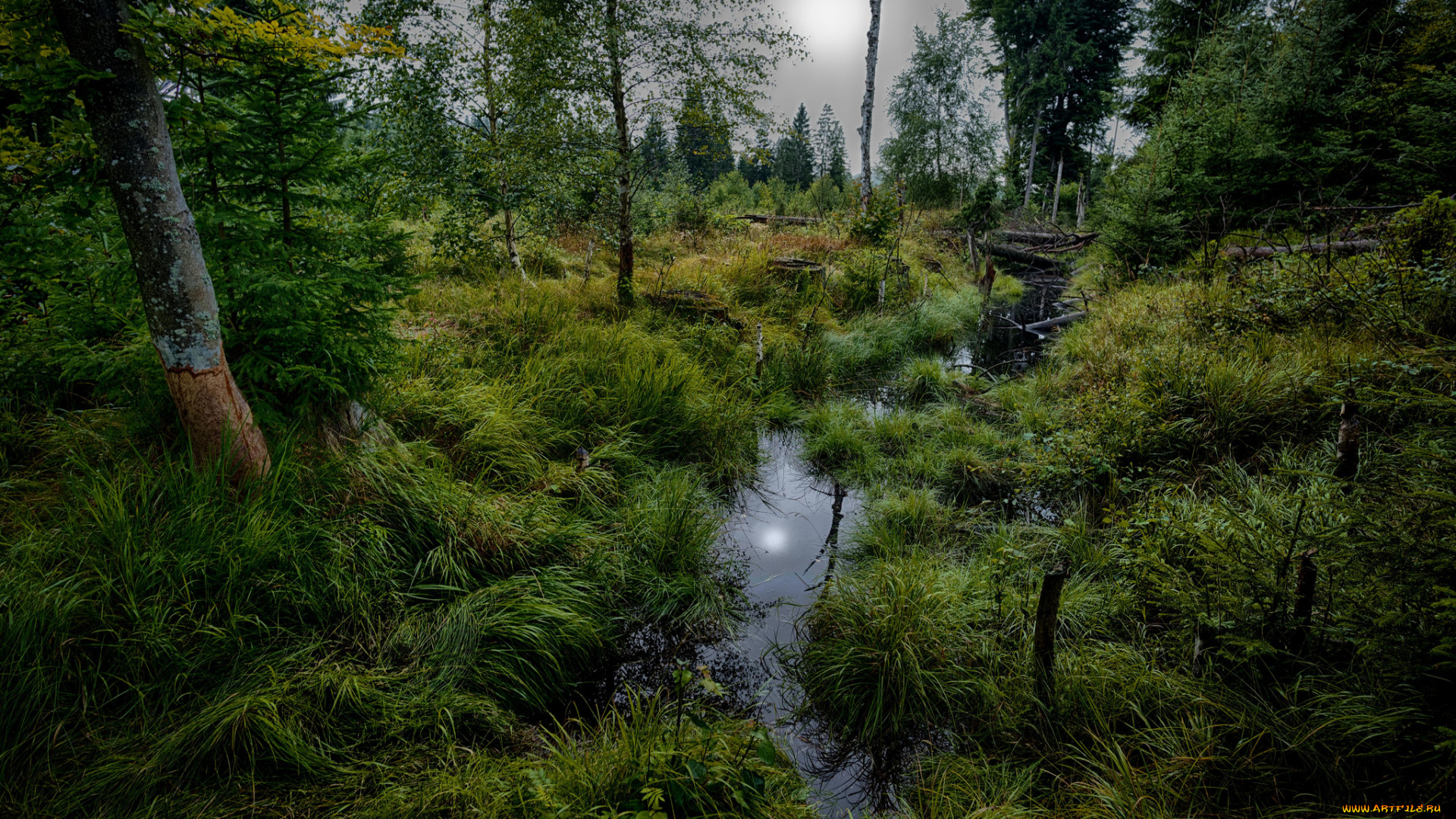 природа, лес, простор