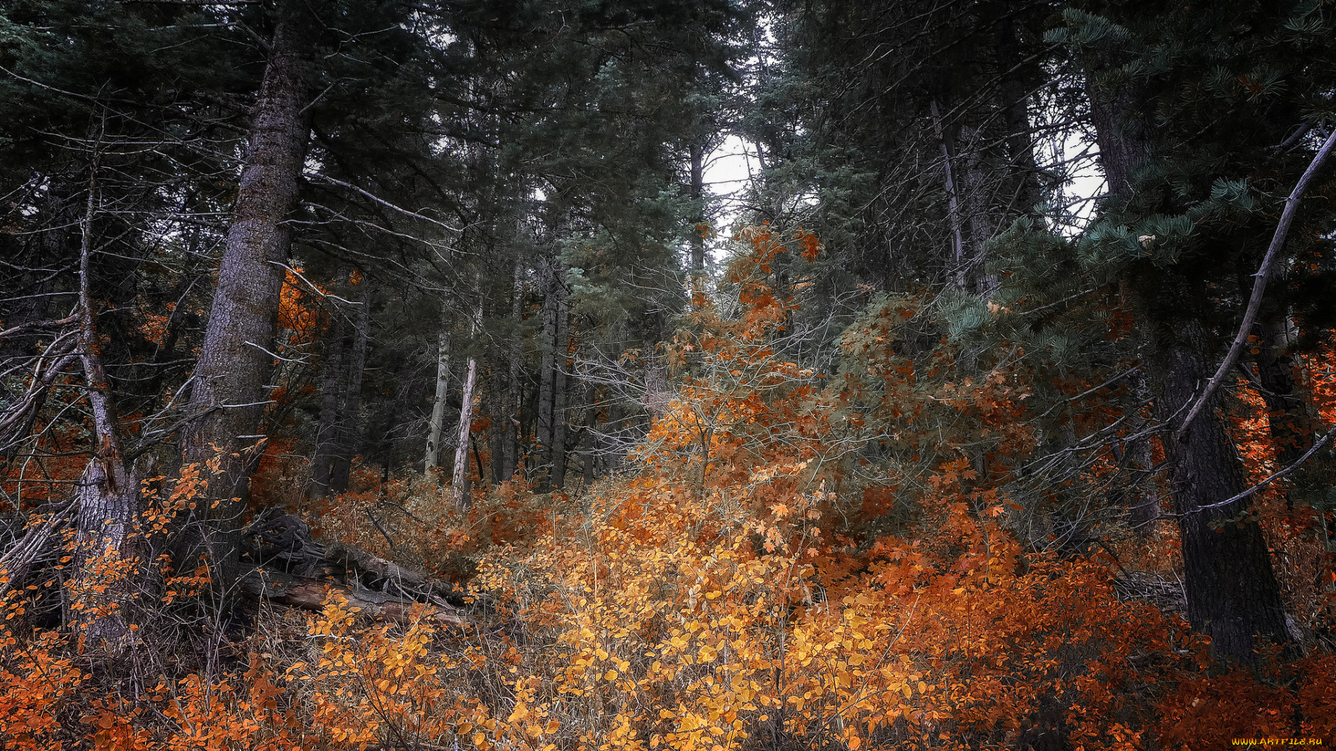 природа, лес, простор