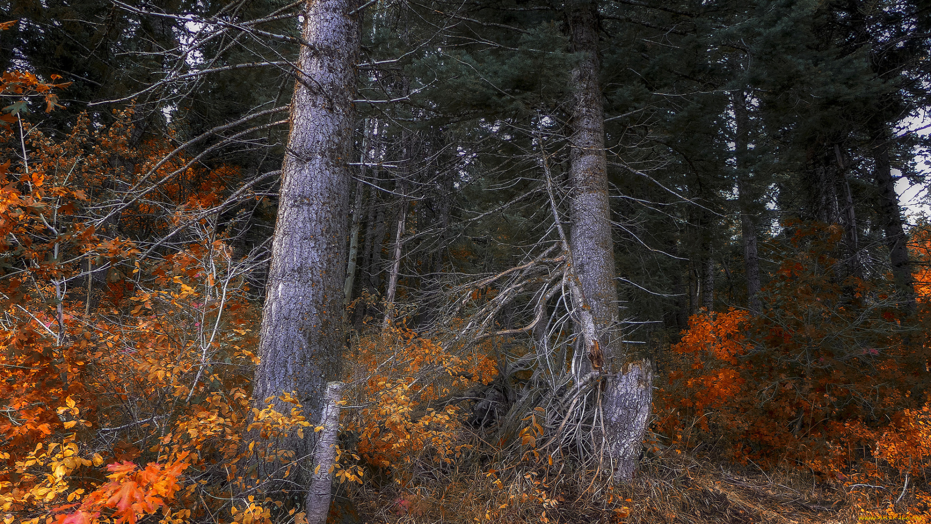 природа, лес, простор