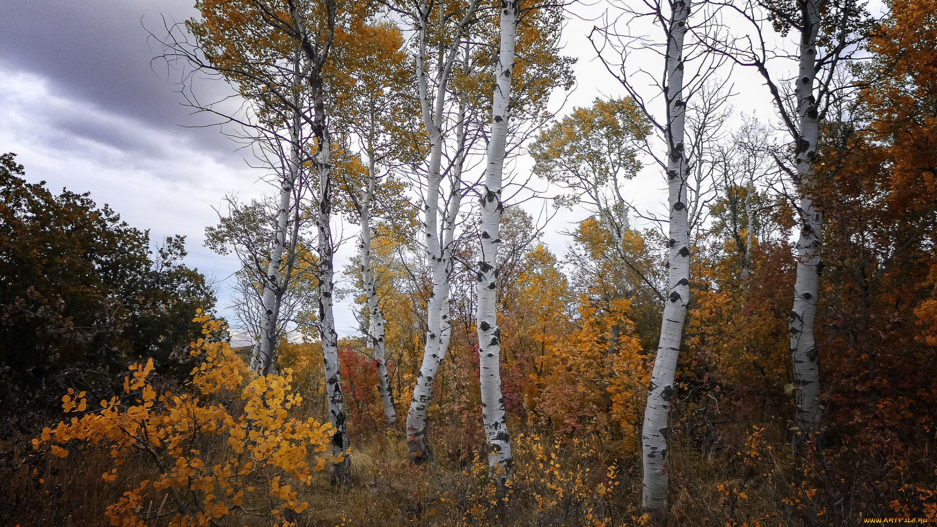 природа, лес, простор