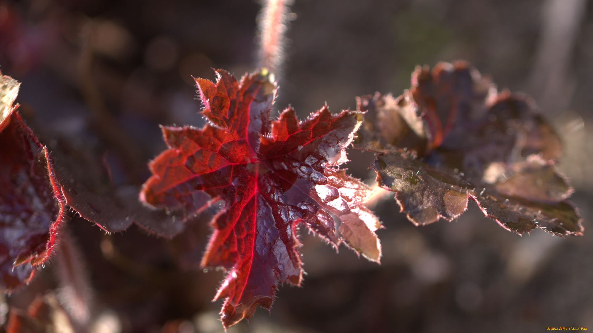 природа, листья, листик