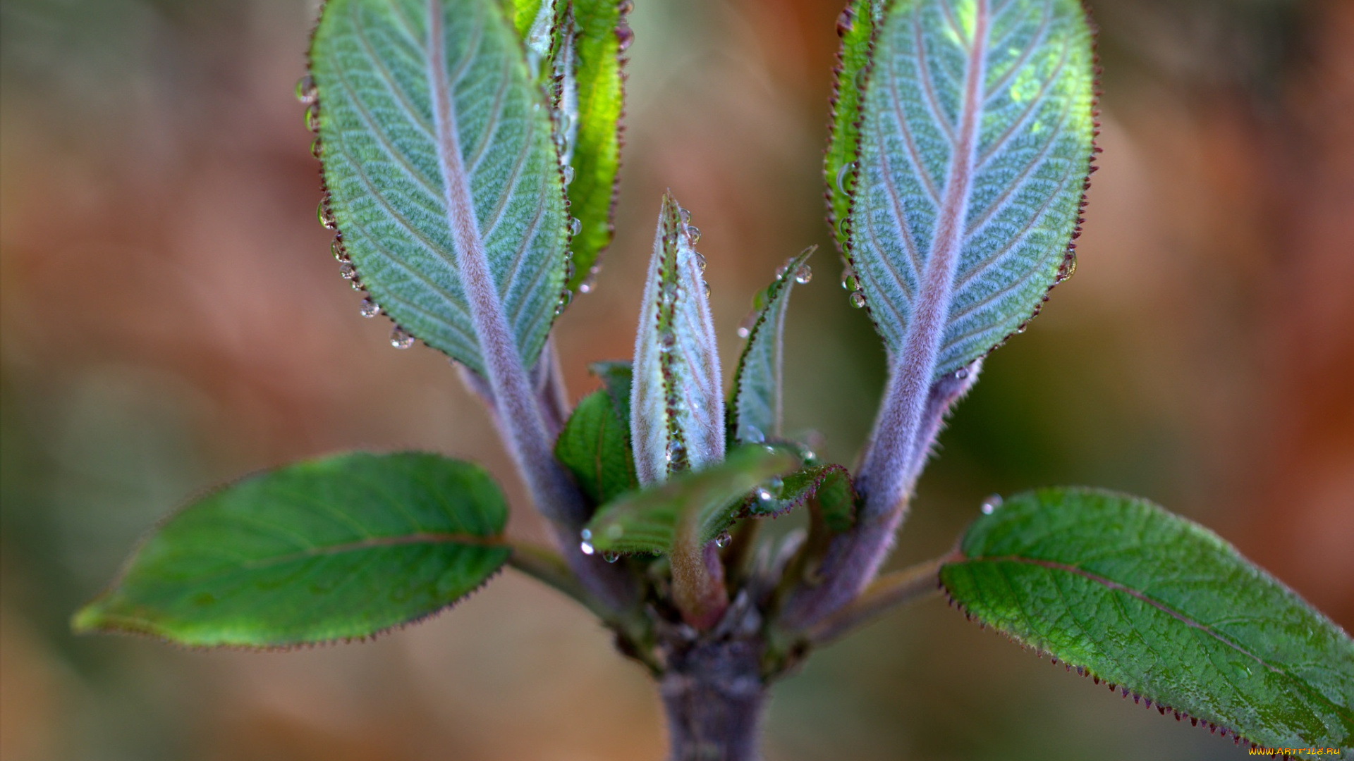 природа, листья, листики