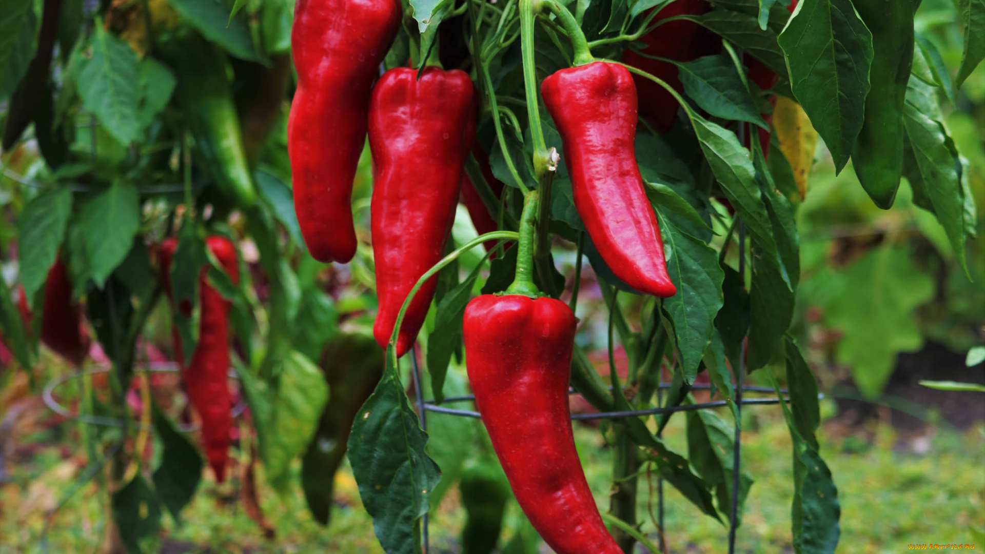 природа, плоды, перец