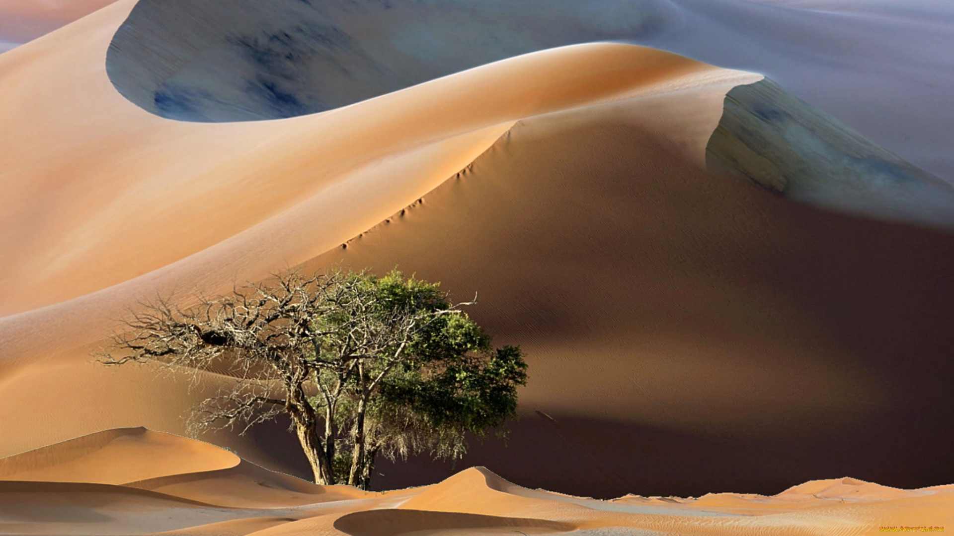 природа, пустыни, простор