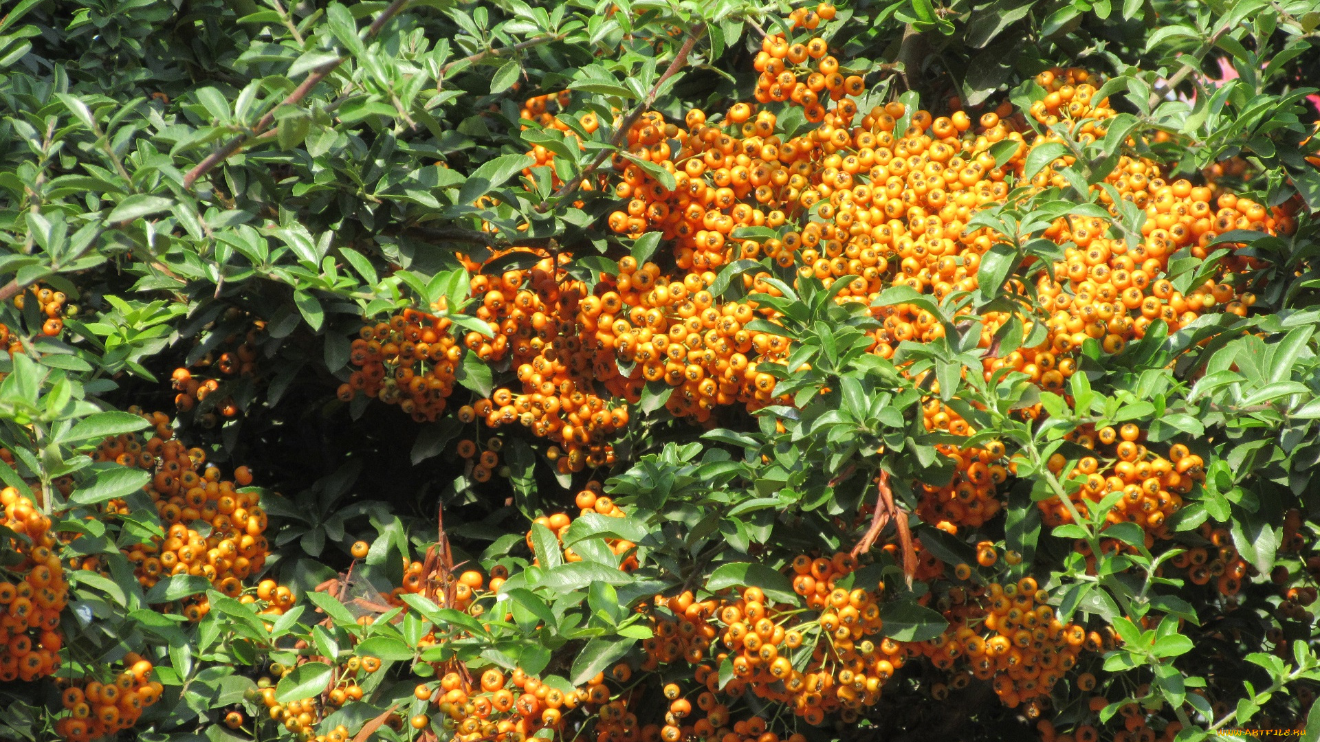 природа, Ягоды, , рябина, кусты