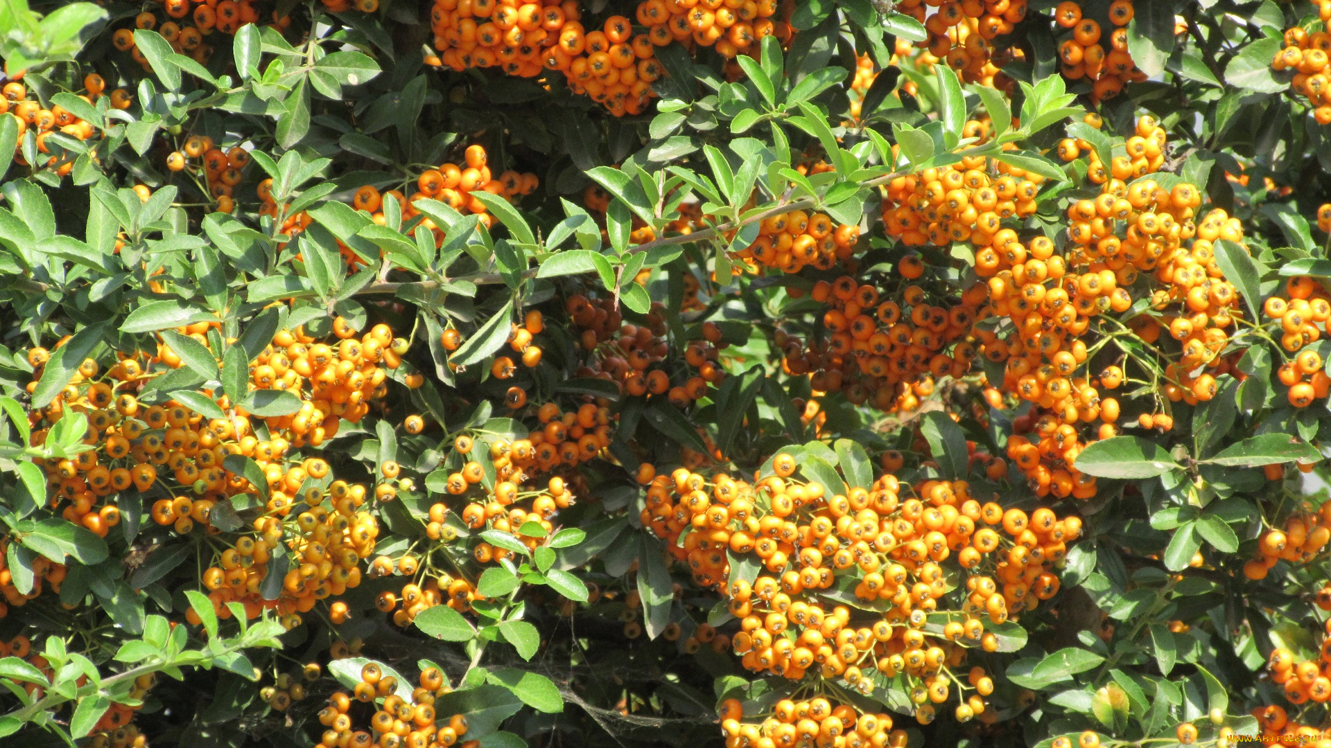природа, Ягоды, , рябина, кусты