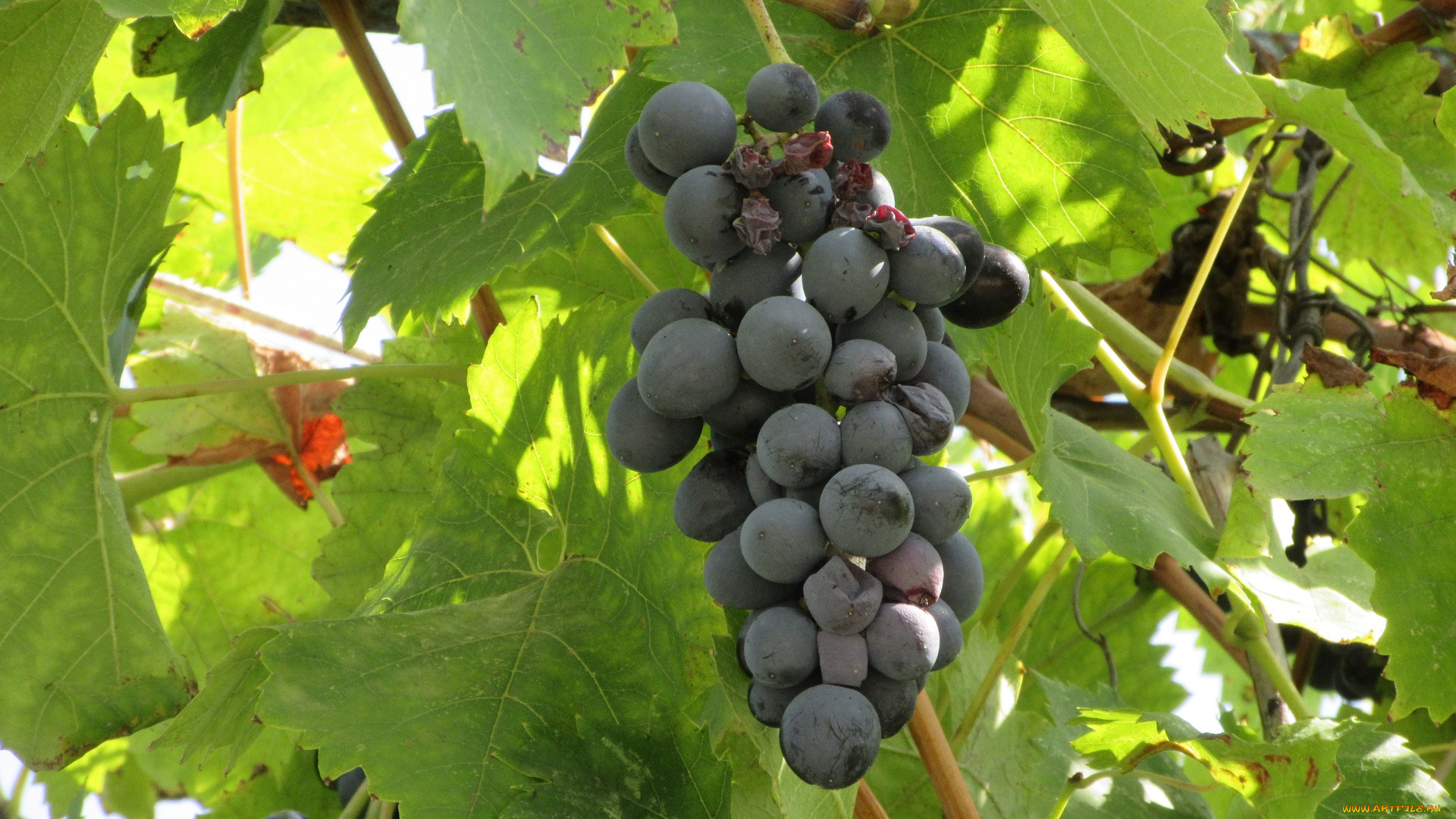 природа, Ягоды, , виноград, виноград