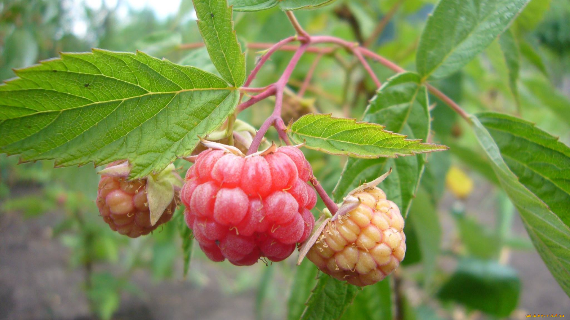 природа, Ягоды, малина, лето, Ягода