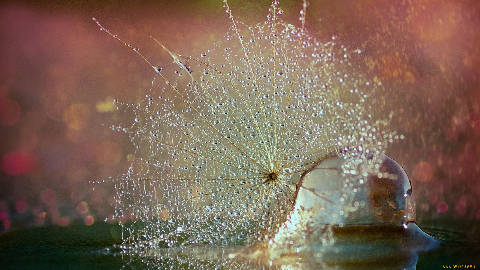 разное, капли, , брызги, , всплески, вода, одуванчик