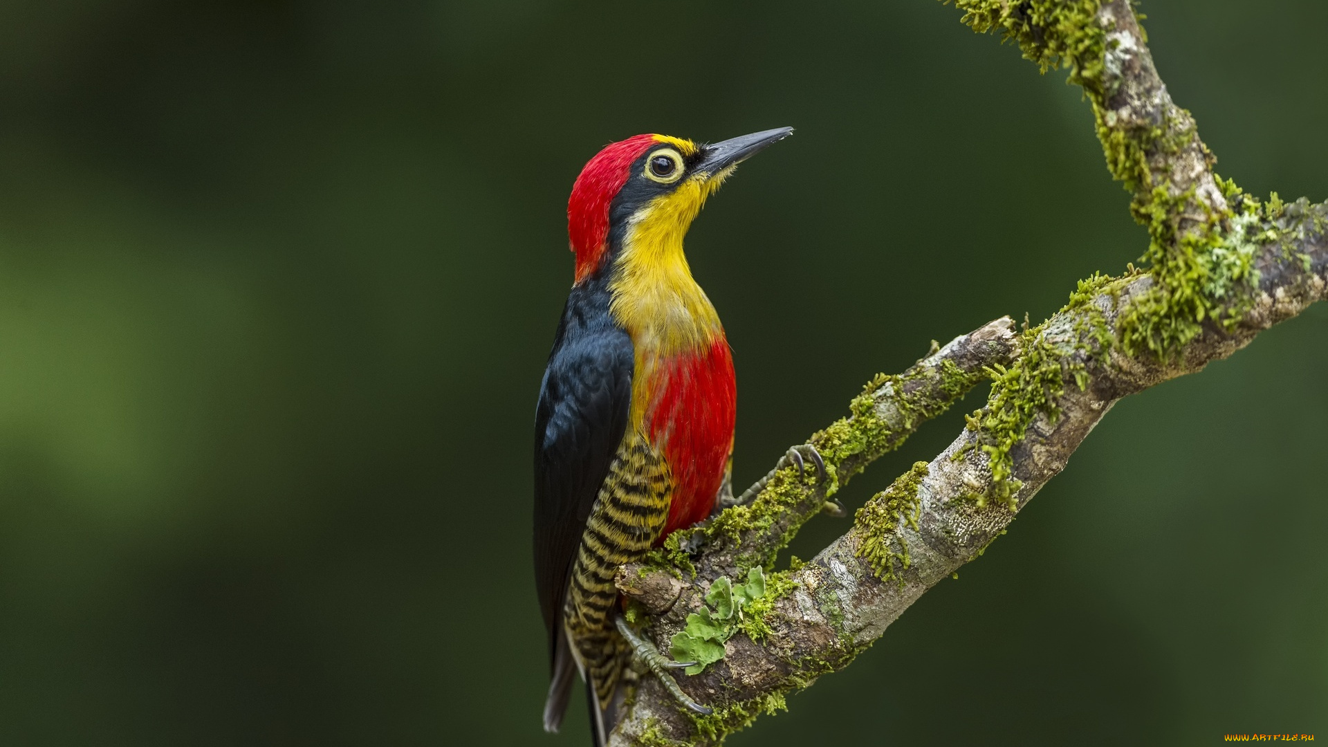 желтолицый, меланерпес, животные, дятлы, мох, ветка, дятел, птица