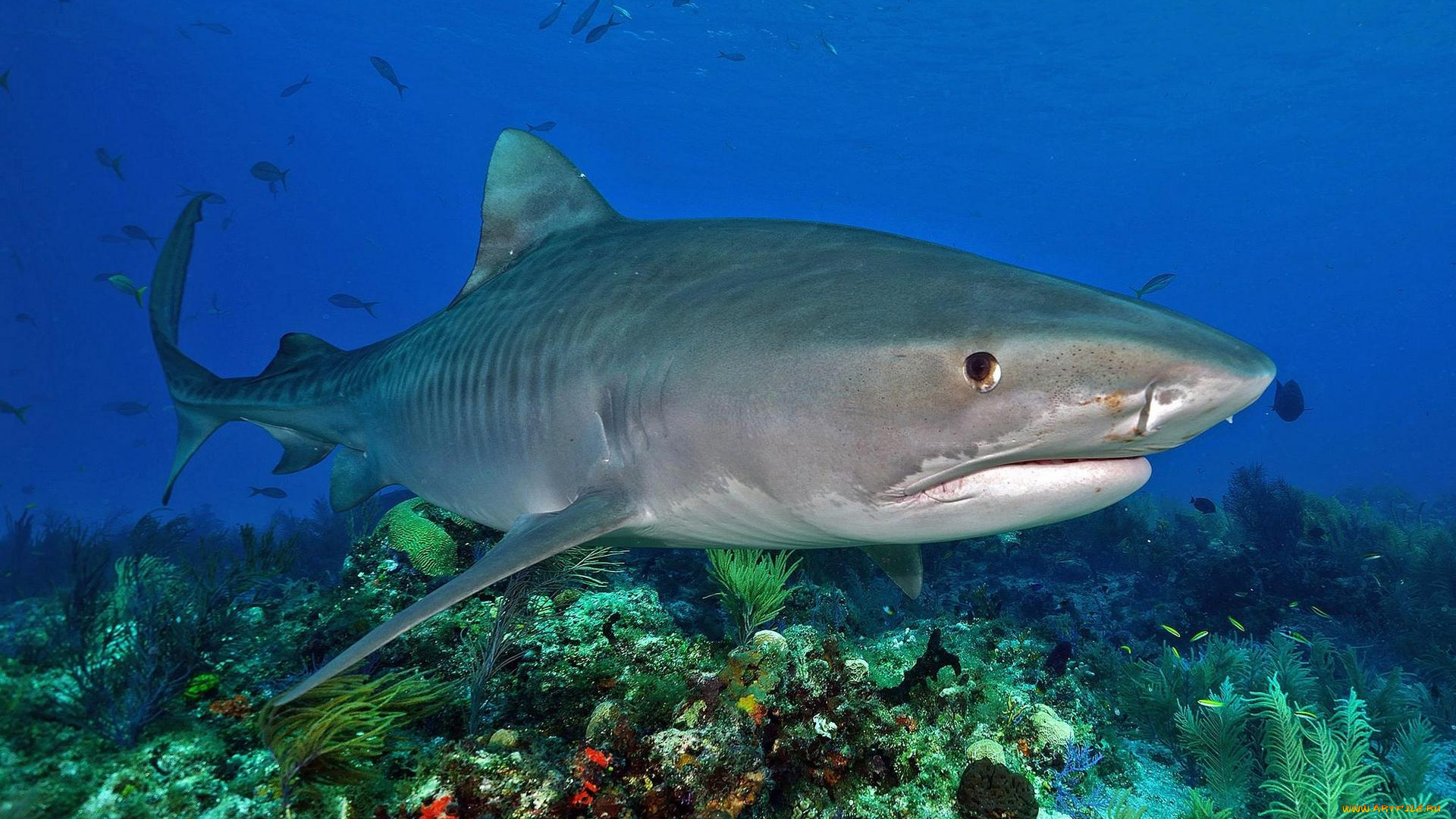 животные, акулы, море, акула