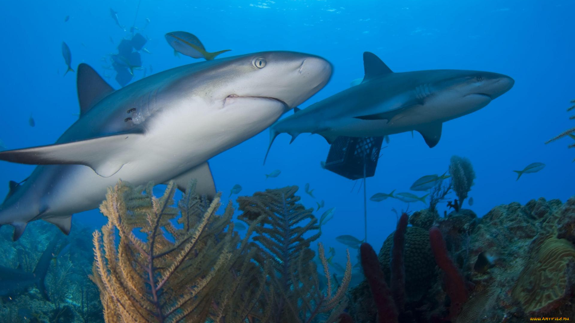 животные, акулы, море, акула