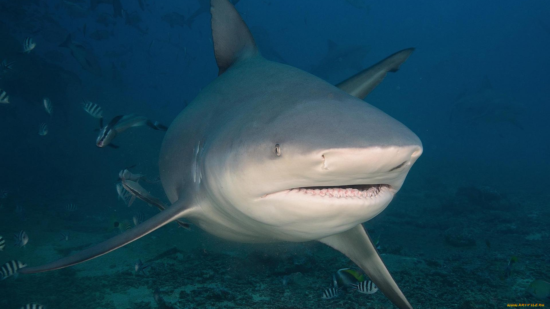 животные, акулы, море, акула