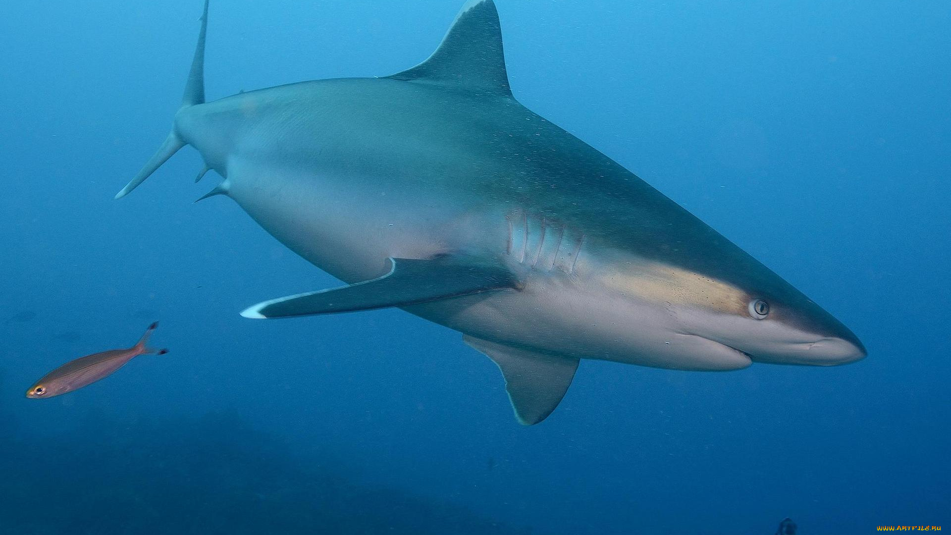 животные, акулы, море, акула