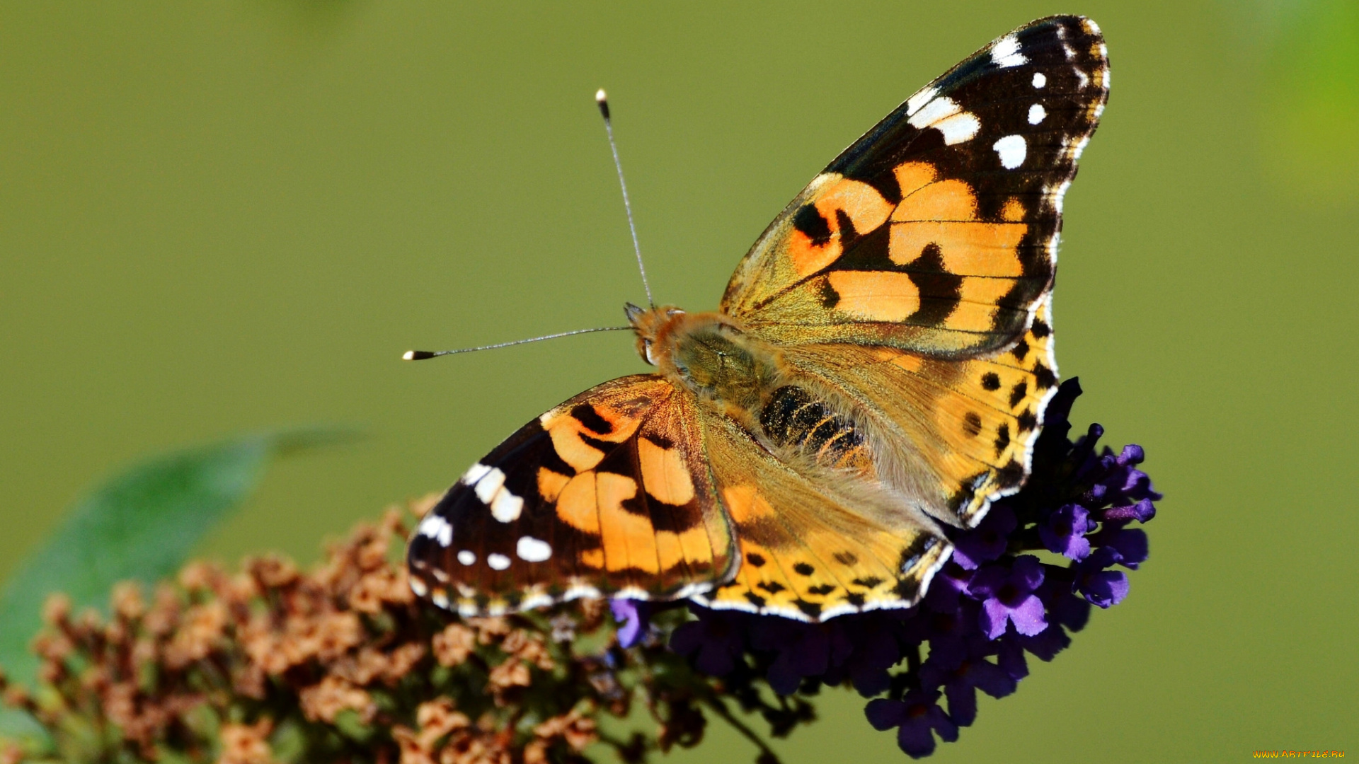 животные, бабочки, , мотыльки, , моли, бабочка