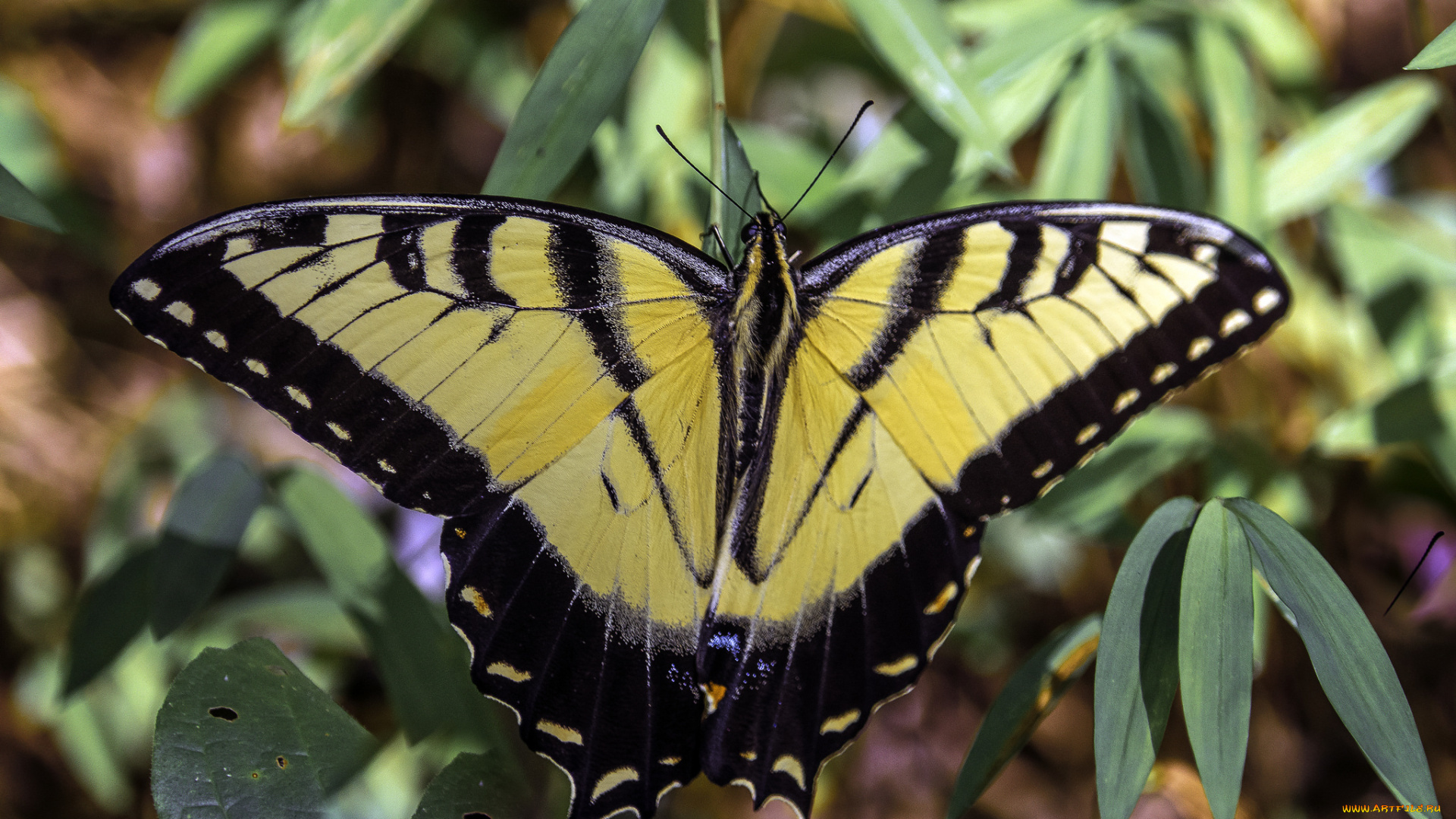 животные, бабочки, , мотыльки, , моли, бабочка