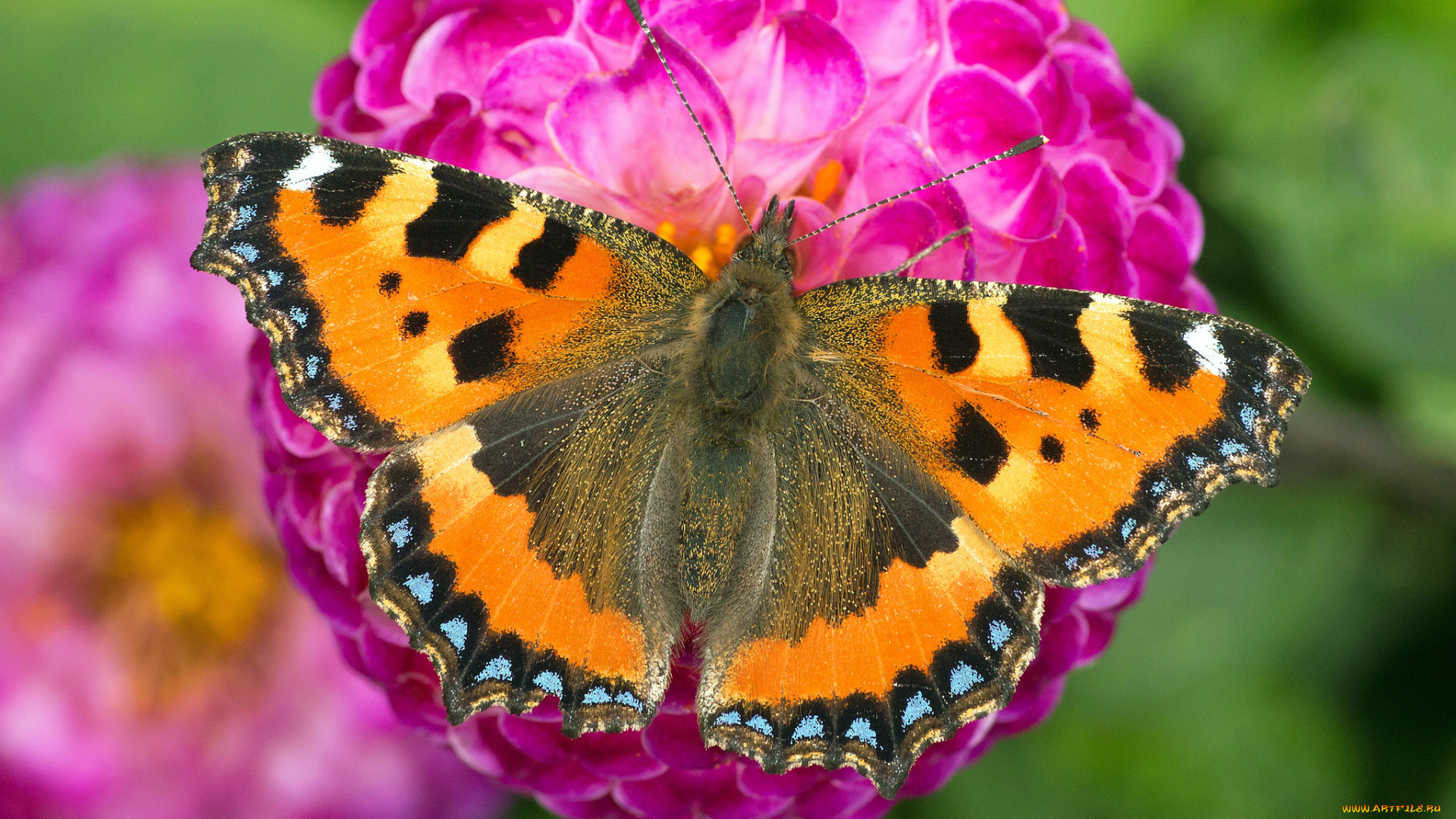 животные, бабочки, , мотыльки, , моли, бабочка