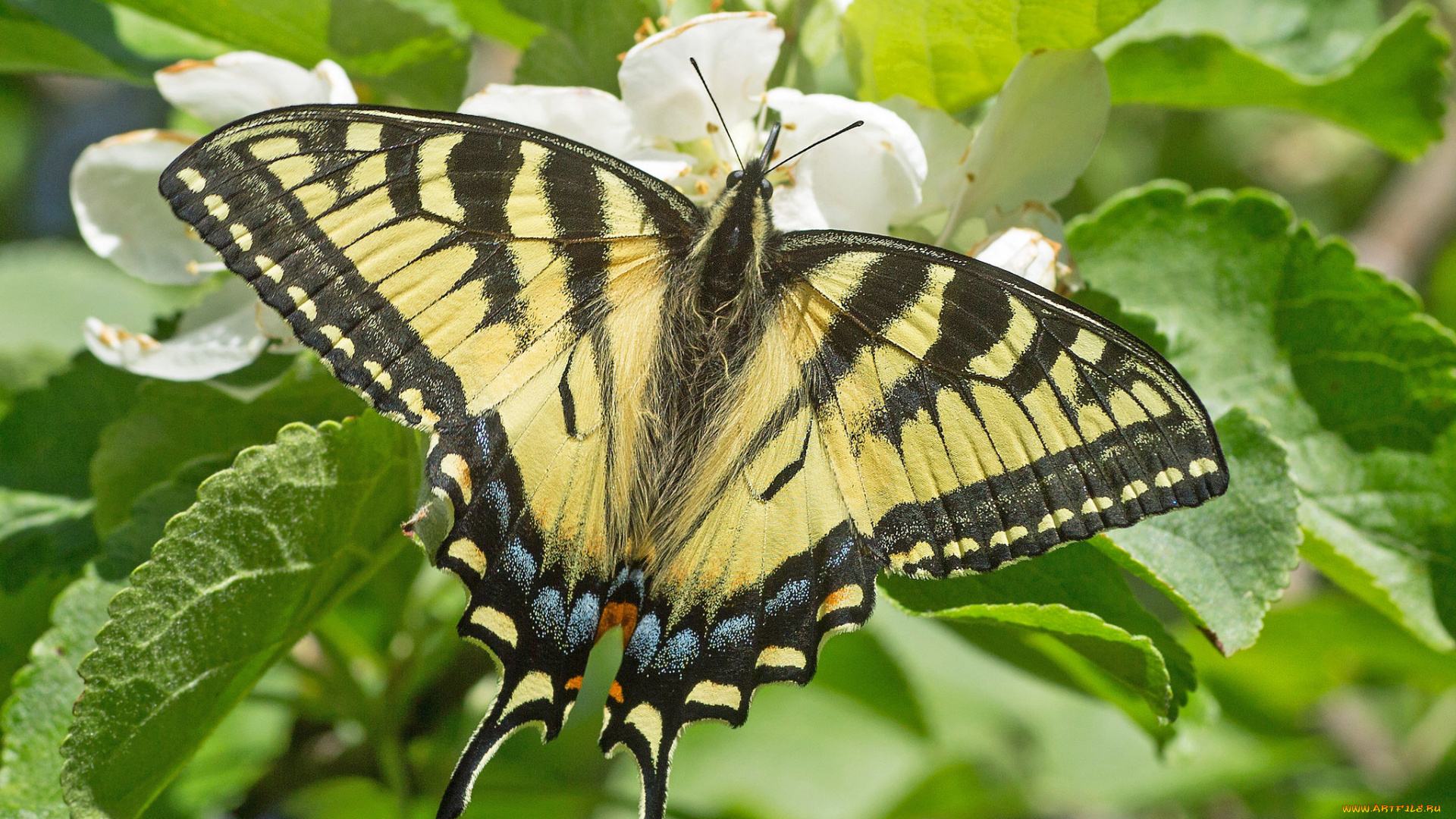 животные, бабочки, , мотыльки, , моли, бабочка