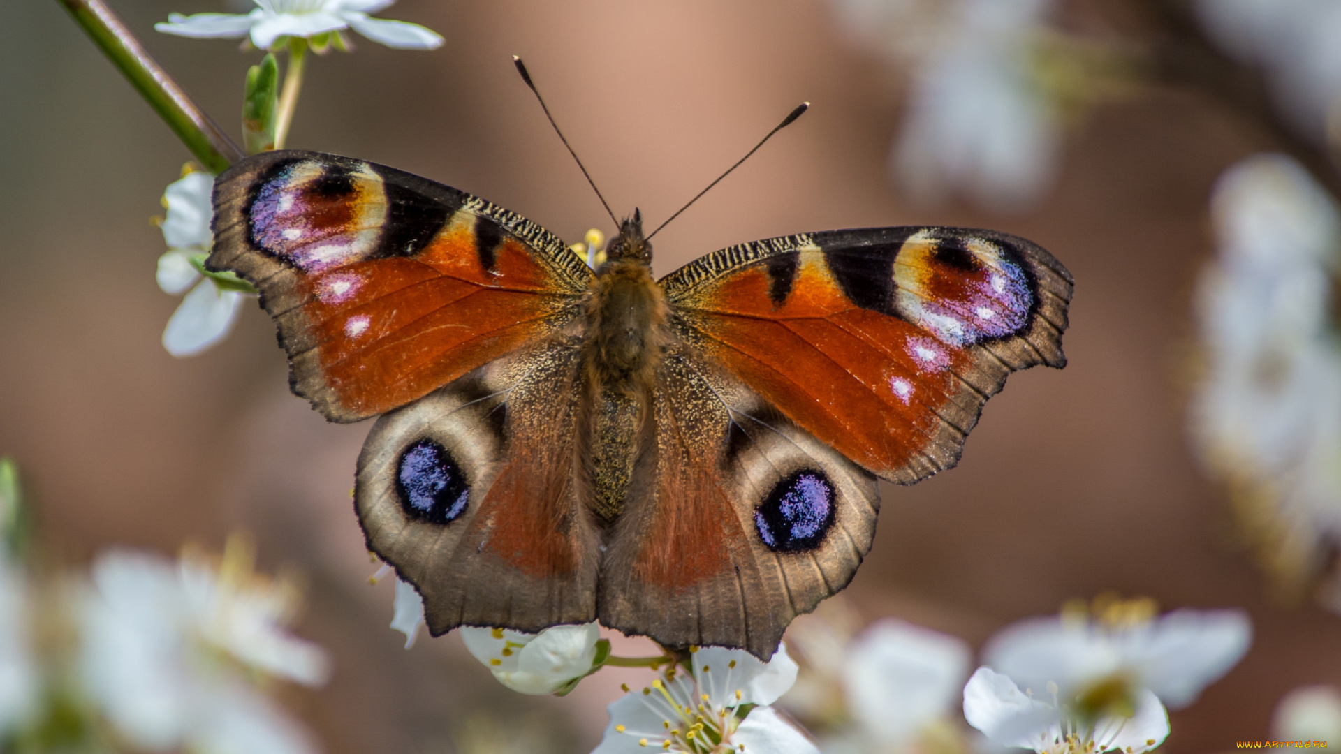 животные, бабочки, , мотыльки, , моли, бабочка