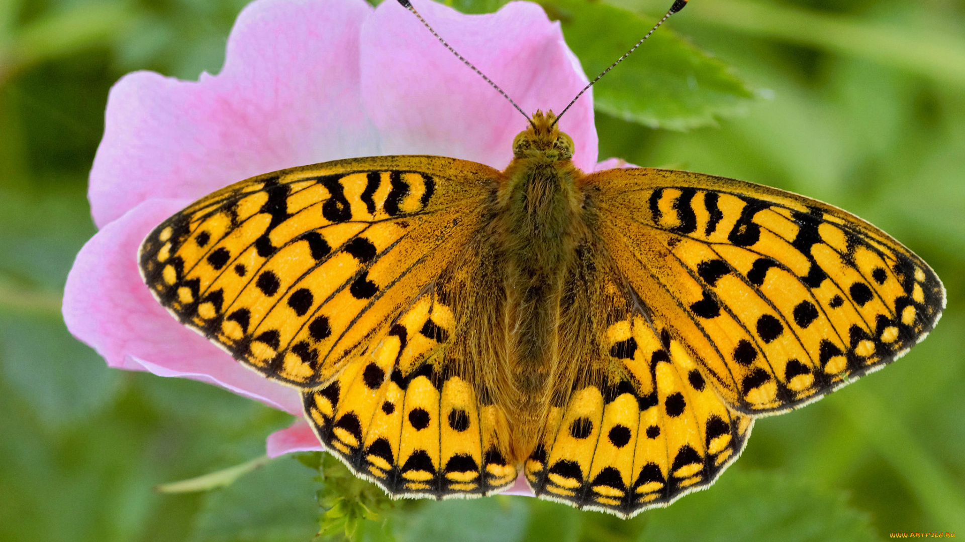 животные, бабочки, , мотыльки, , моли, бабочка