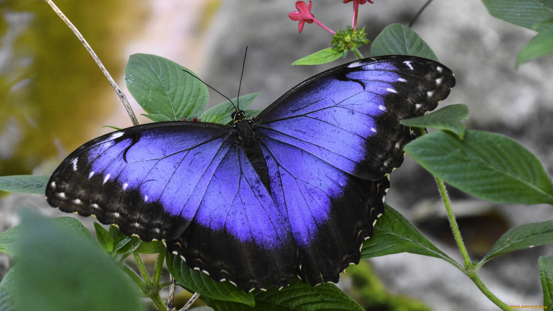животные, бабочки, , мотыльки, , моли, бабочка