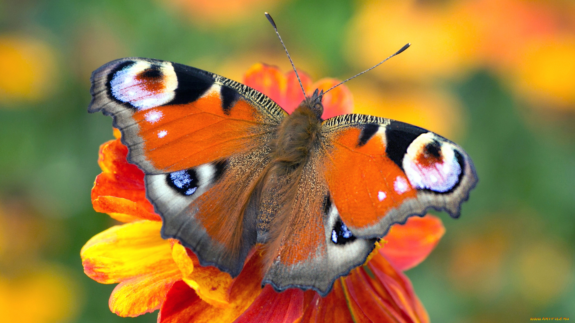 животные, бабочки, , мотыльки, , моли, бабочка