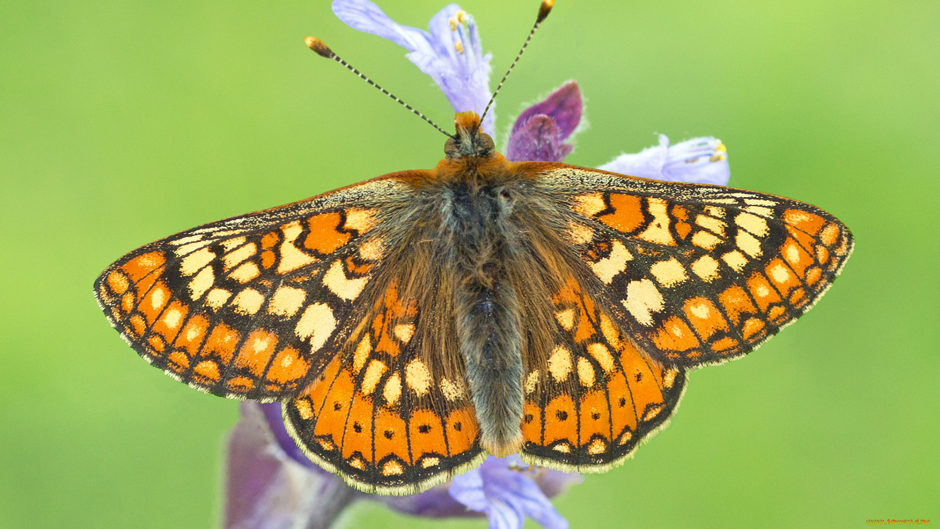 животные, бабочки, , мотыльки, , моли, бабочка