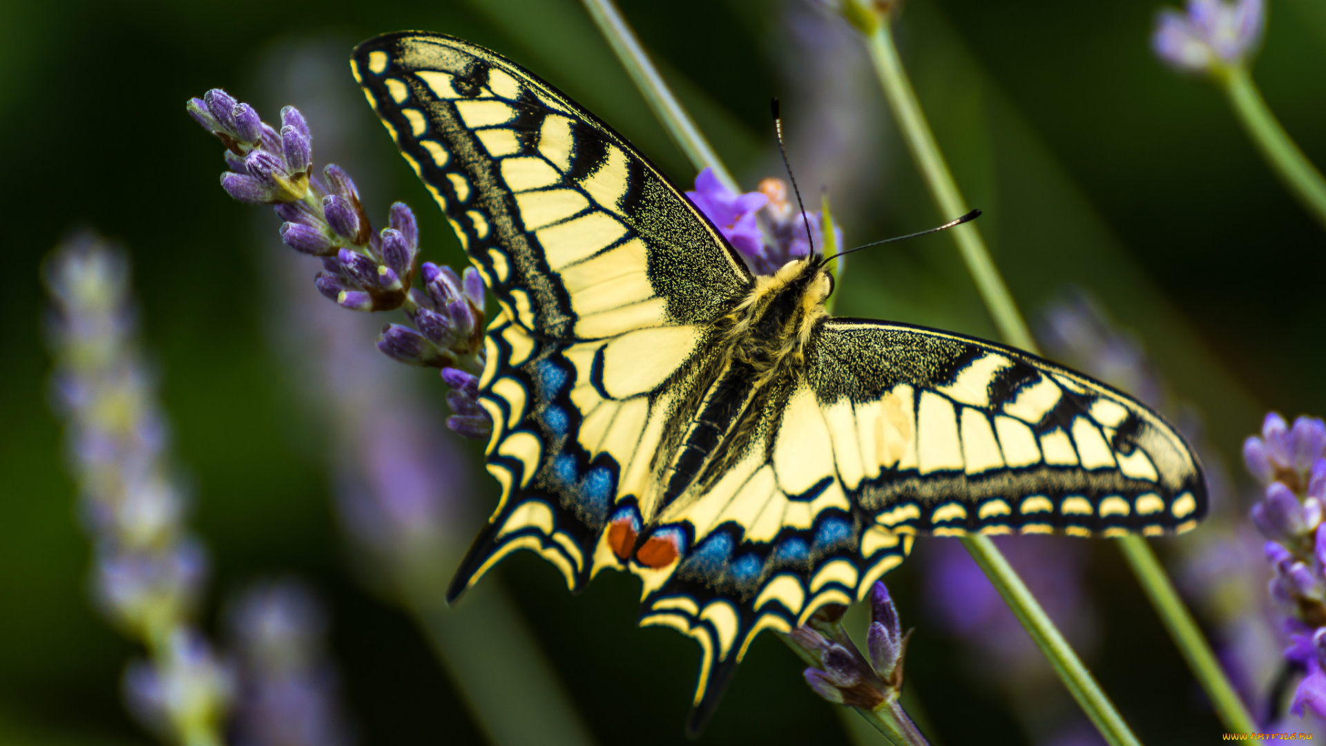 животные, бабочки, , мотыльки, , моли, бабочка