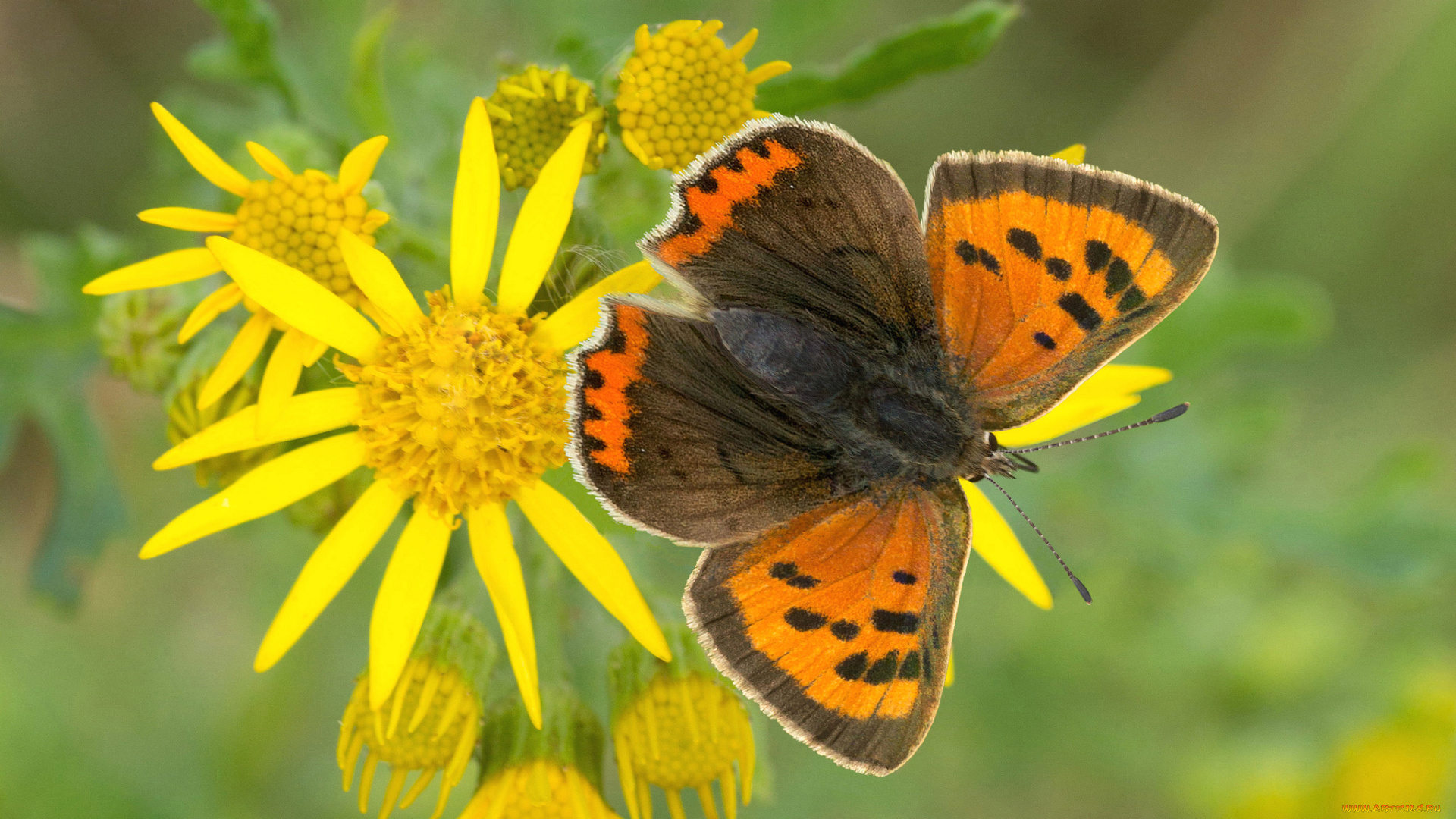 животные, бабочки, , мотыльки, , моли, бабочка