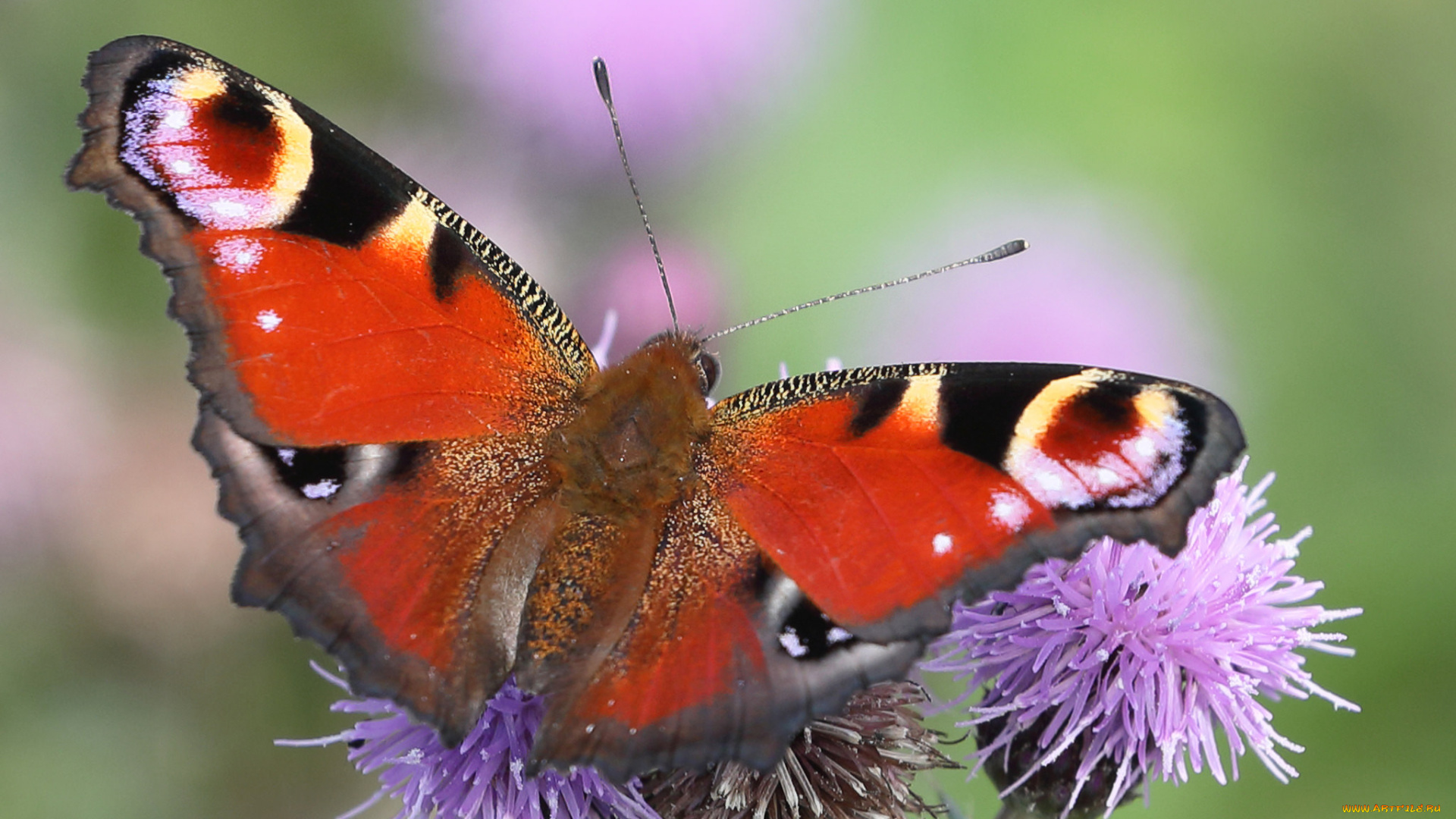 животные, бабочки, , мотыльки, , моли, бабочка