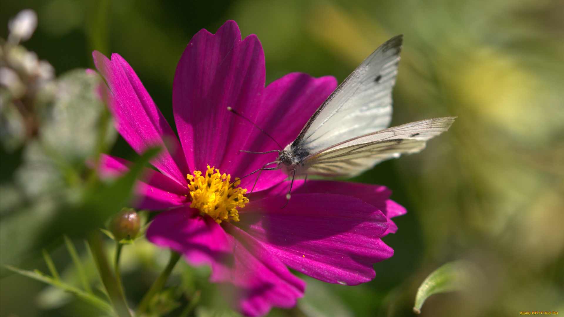 животные, бабочки, , мотыльки, , моли, бабочка