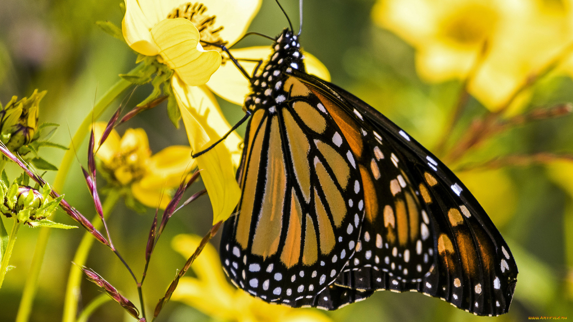 животные, бабочки, , мотыльки, , моли, бабочка