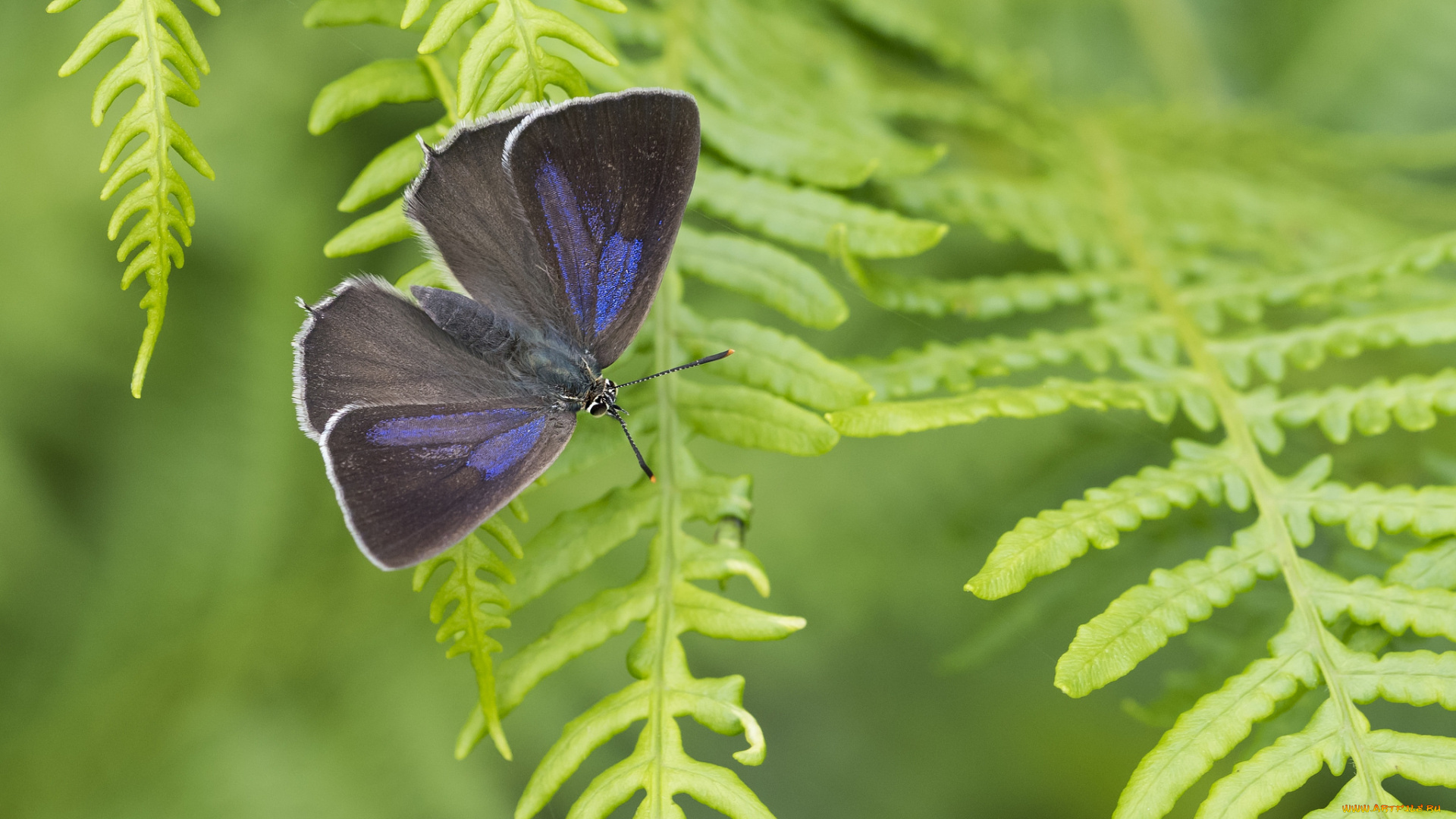 животные, бабочки, , мотыльки, , моли, бабочка