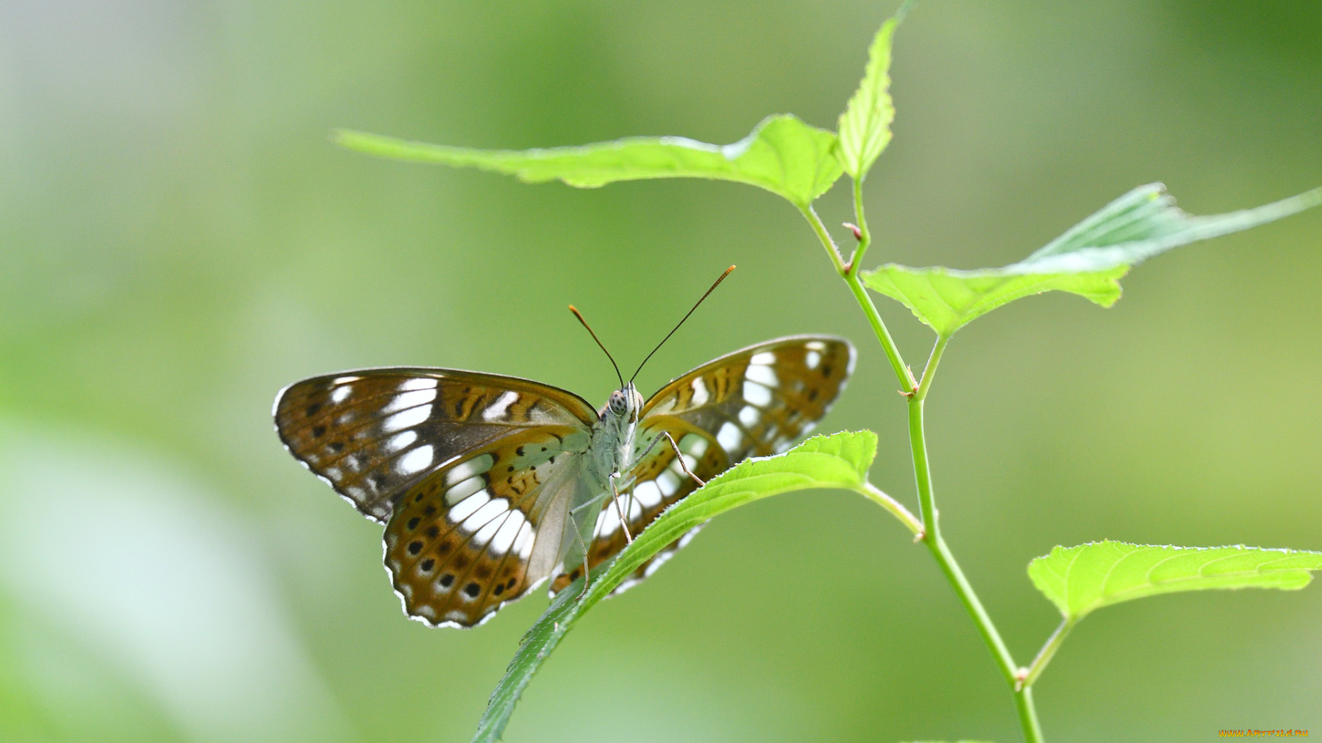 животные, бабочки, , мотыльки, , моли, бабочка