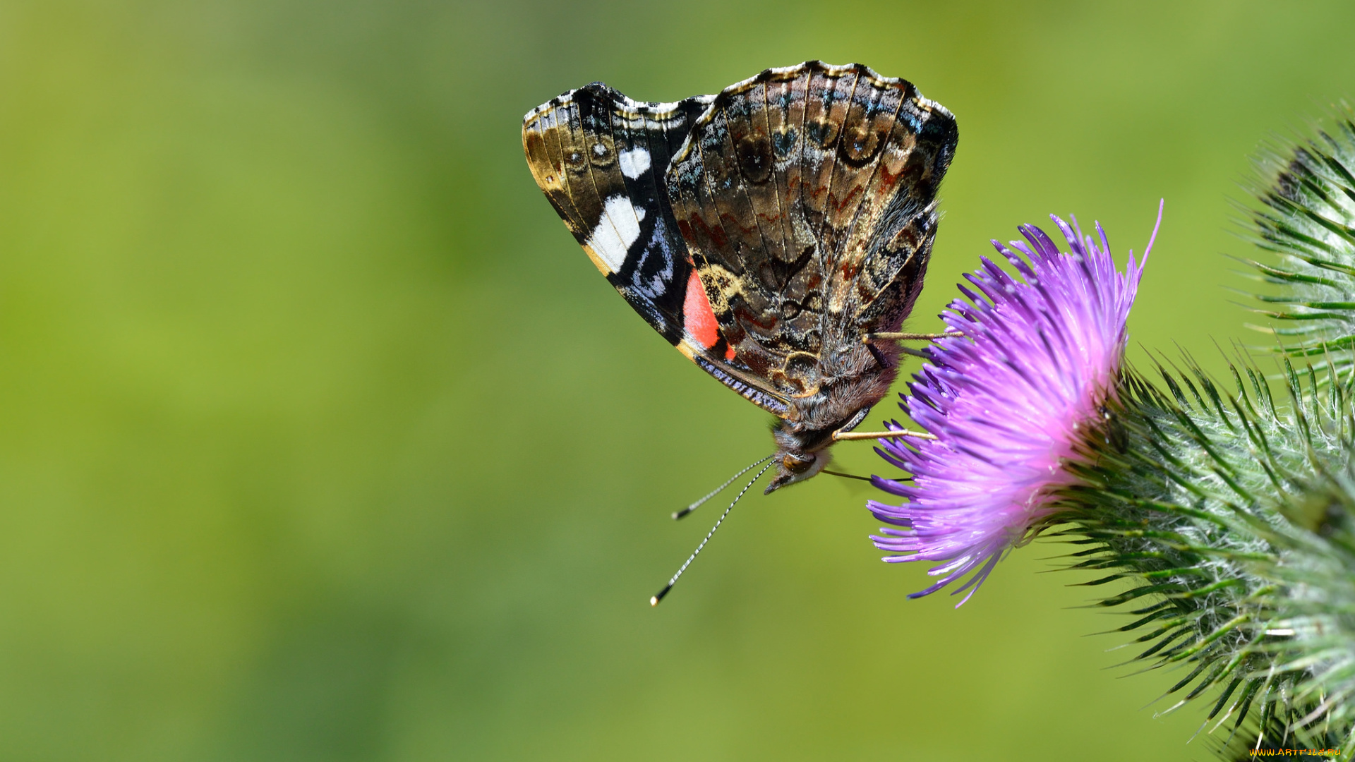 животные, бабочки, , мотыльки, , моли, бабочка