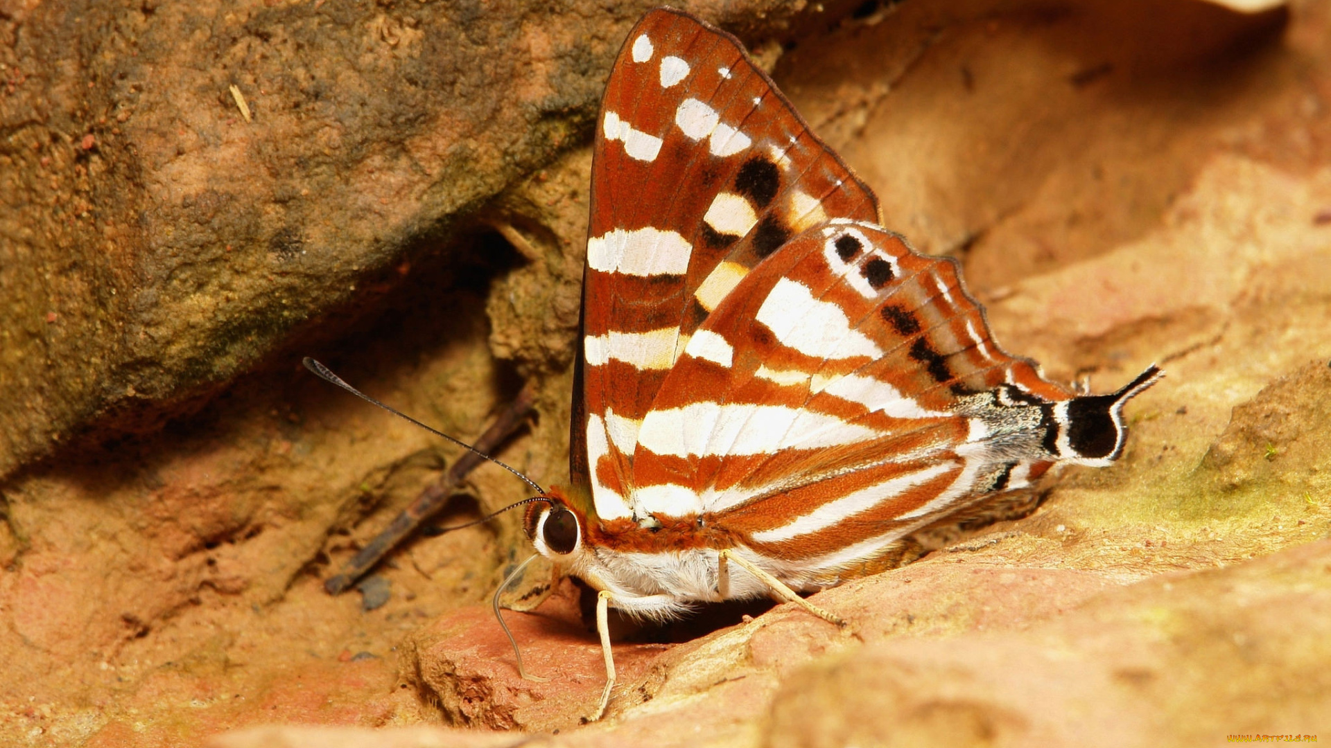 животные, бабочки, , мотыльки, , моли, бабочка