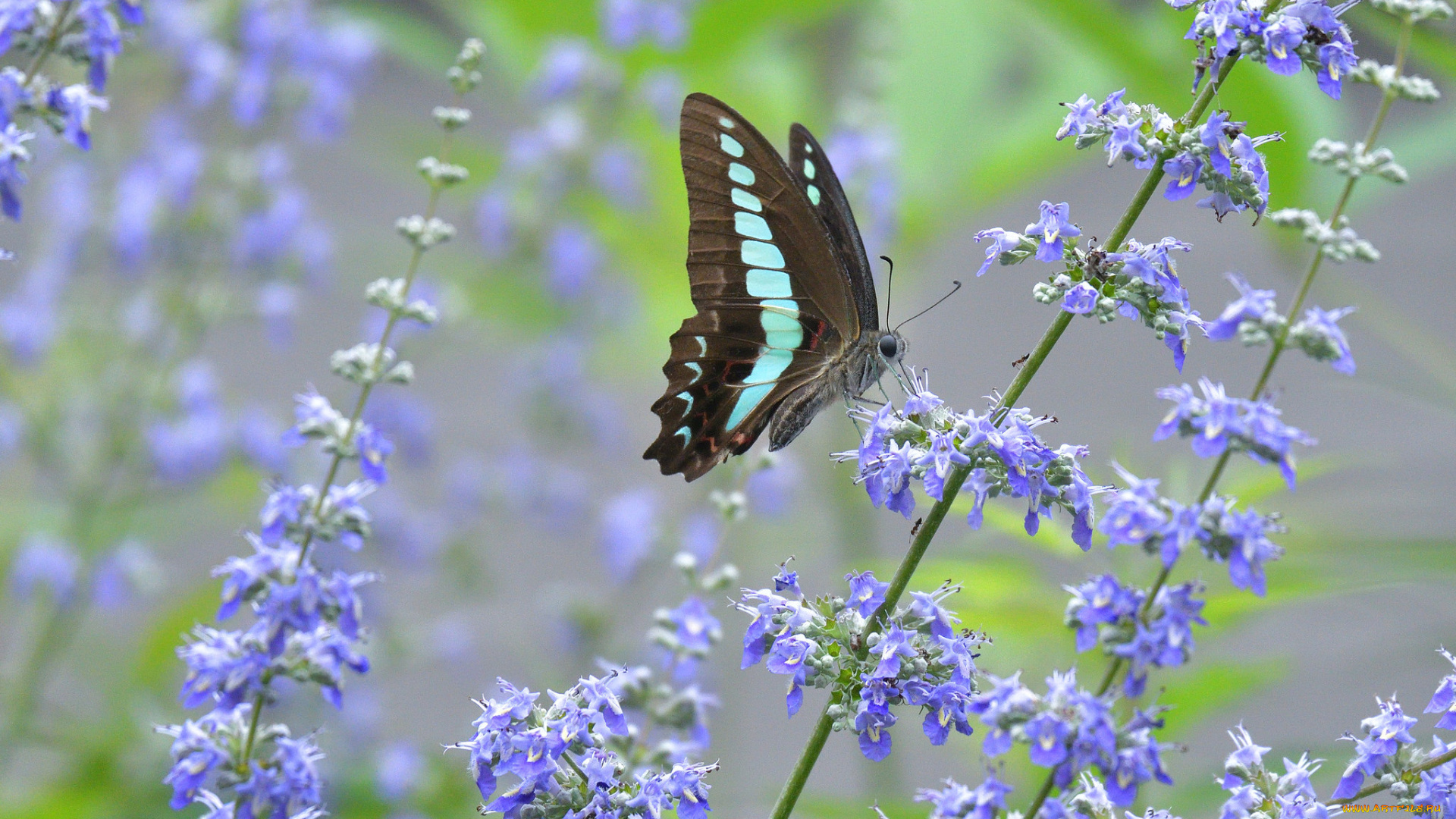 животные, бабочки, , мотыльки, , моли, бабочка