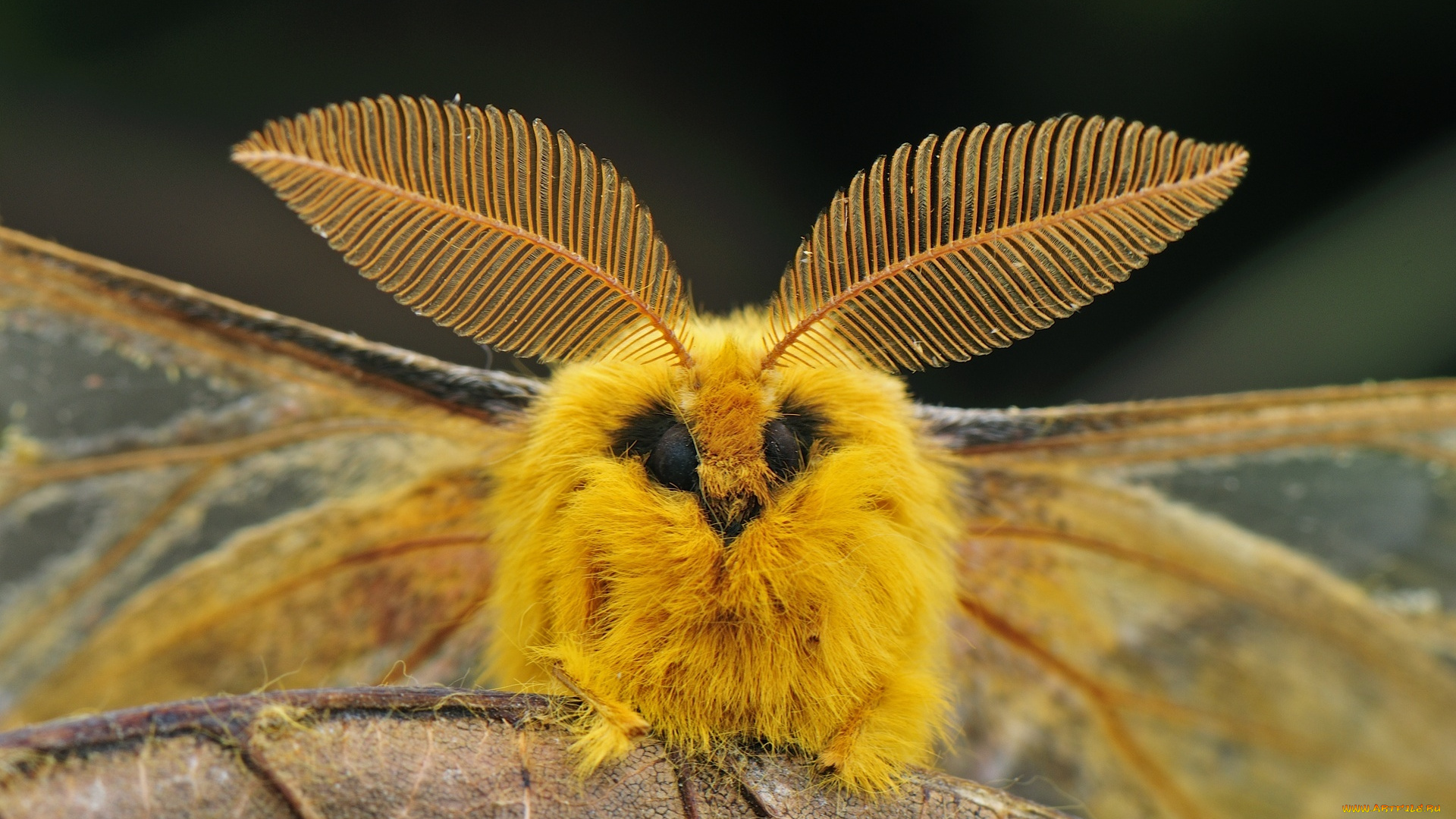 животные, бабочки, , мотыльки, , моли, макро, бабочка, павлиноглазка