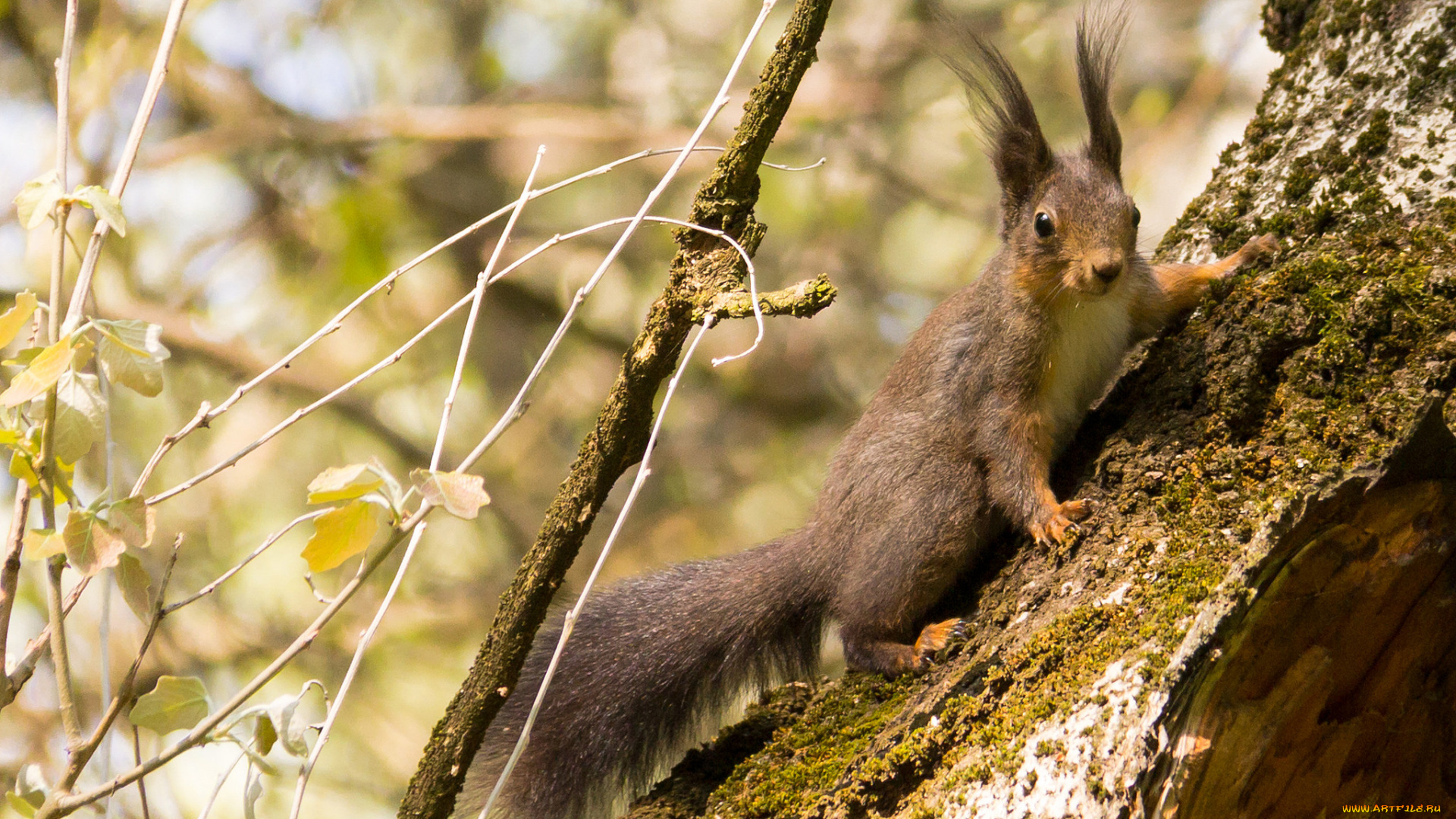 животные, белки, белка