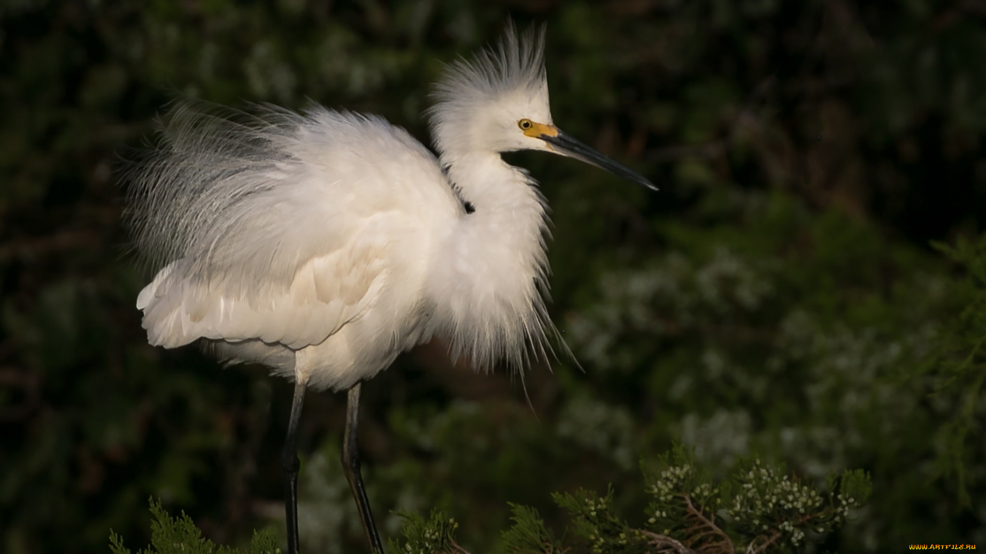 животные, цапли, , выпи, цапля