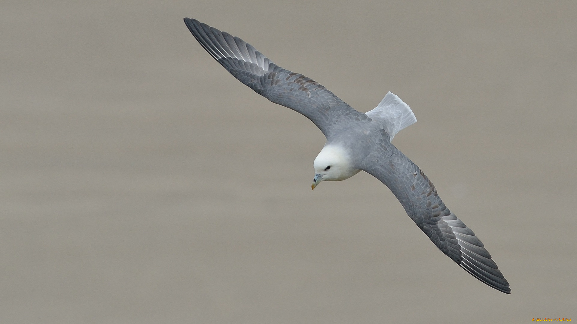 животные, Чайки, , бакланы, , крачки, чайка