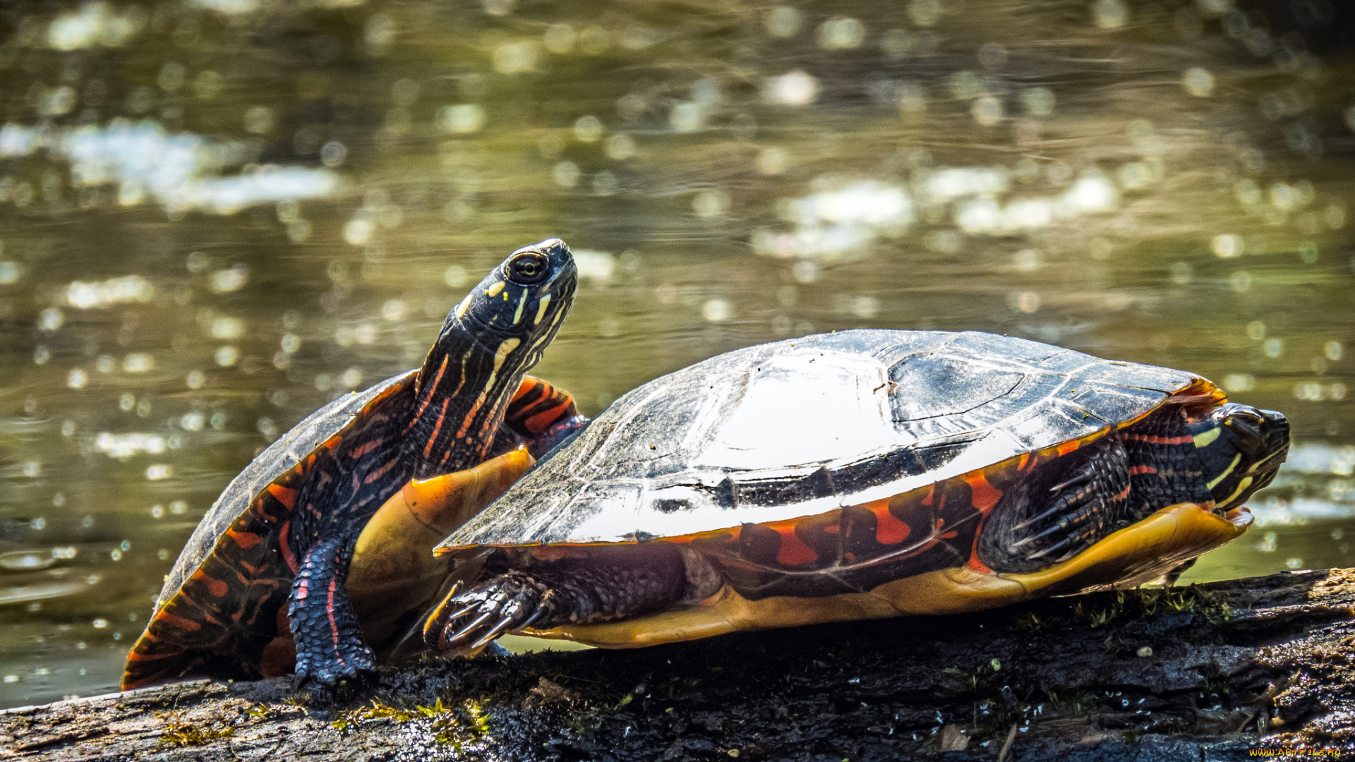 животные, Черепахи, черепаха