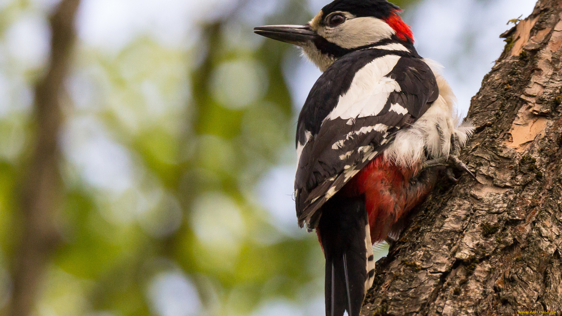 животные, дятлы, дятел