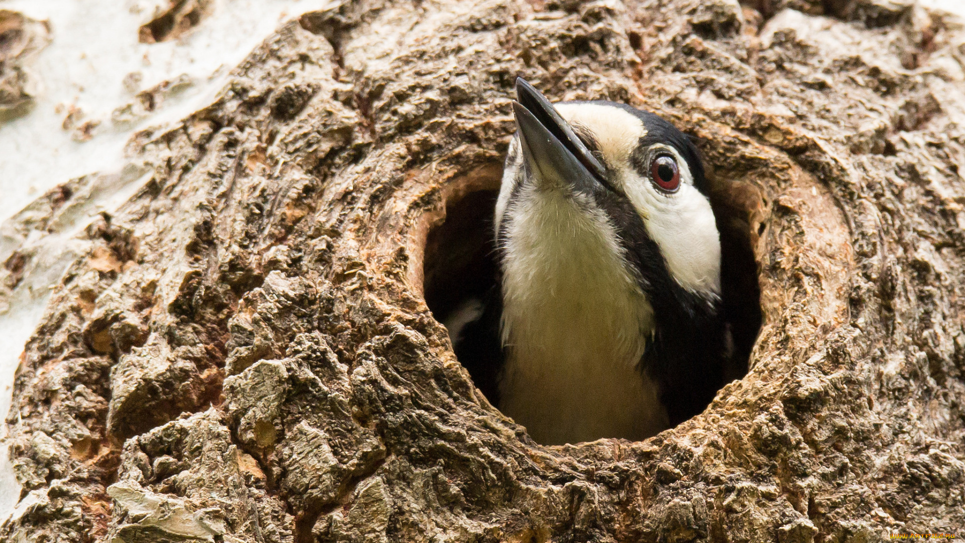животные, дятлы, дятел